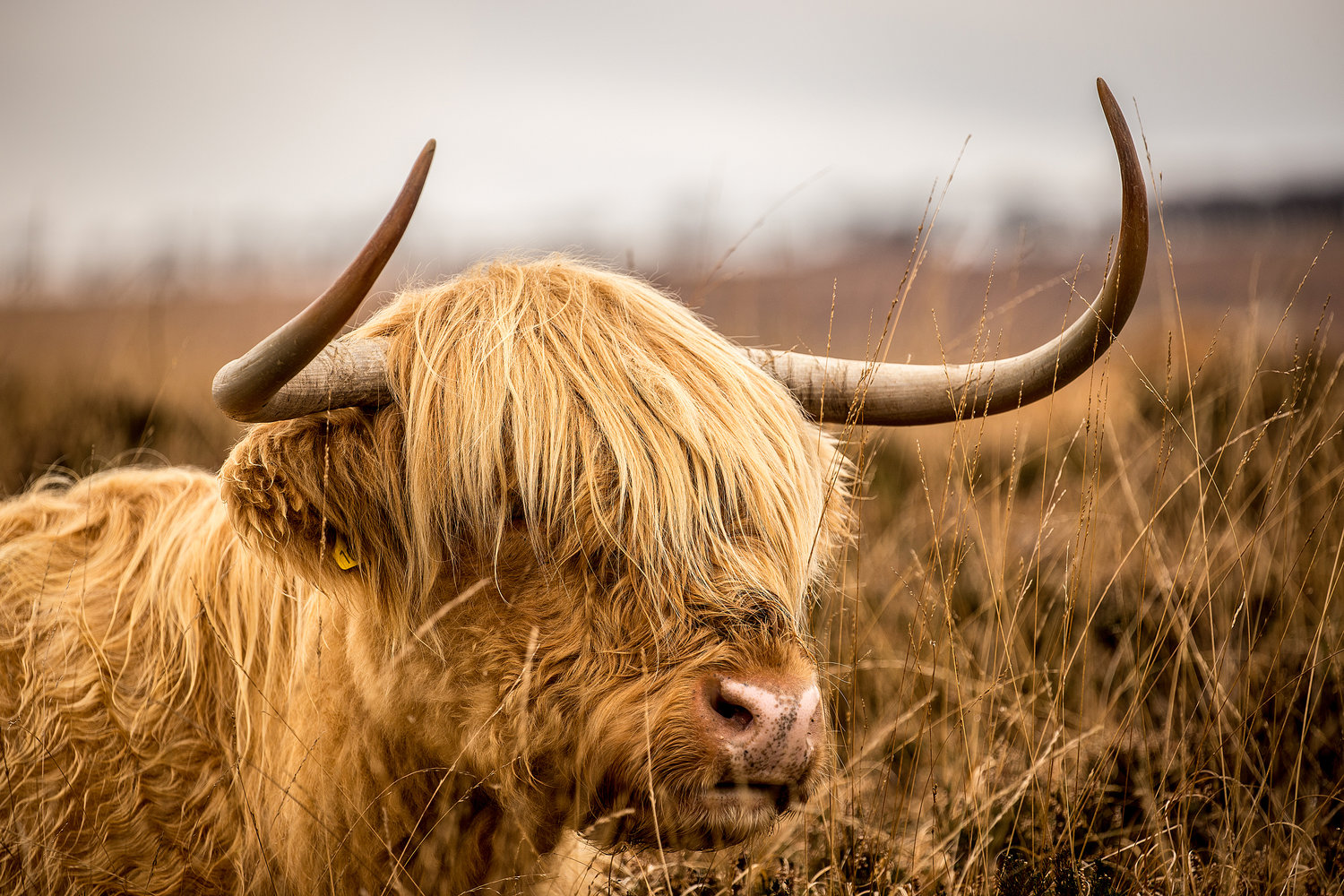 Highland Cattle Wallpapers