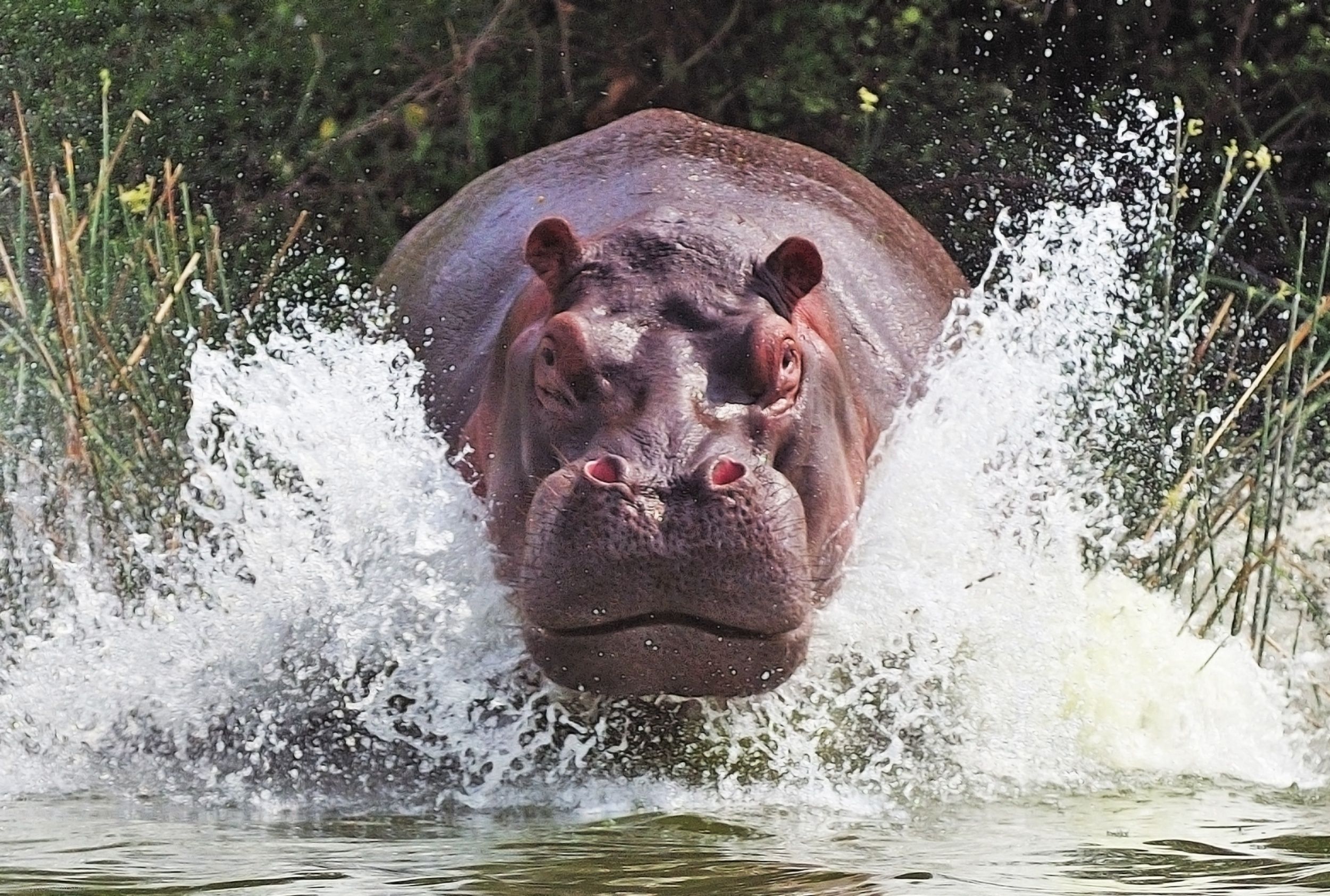 Hippo Wallpapers