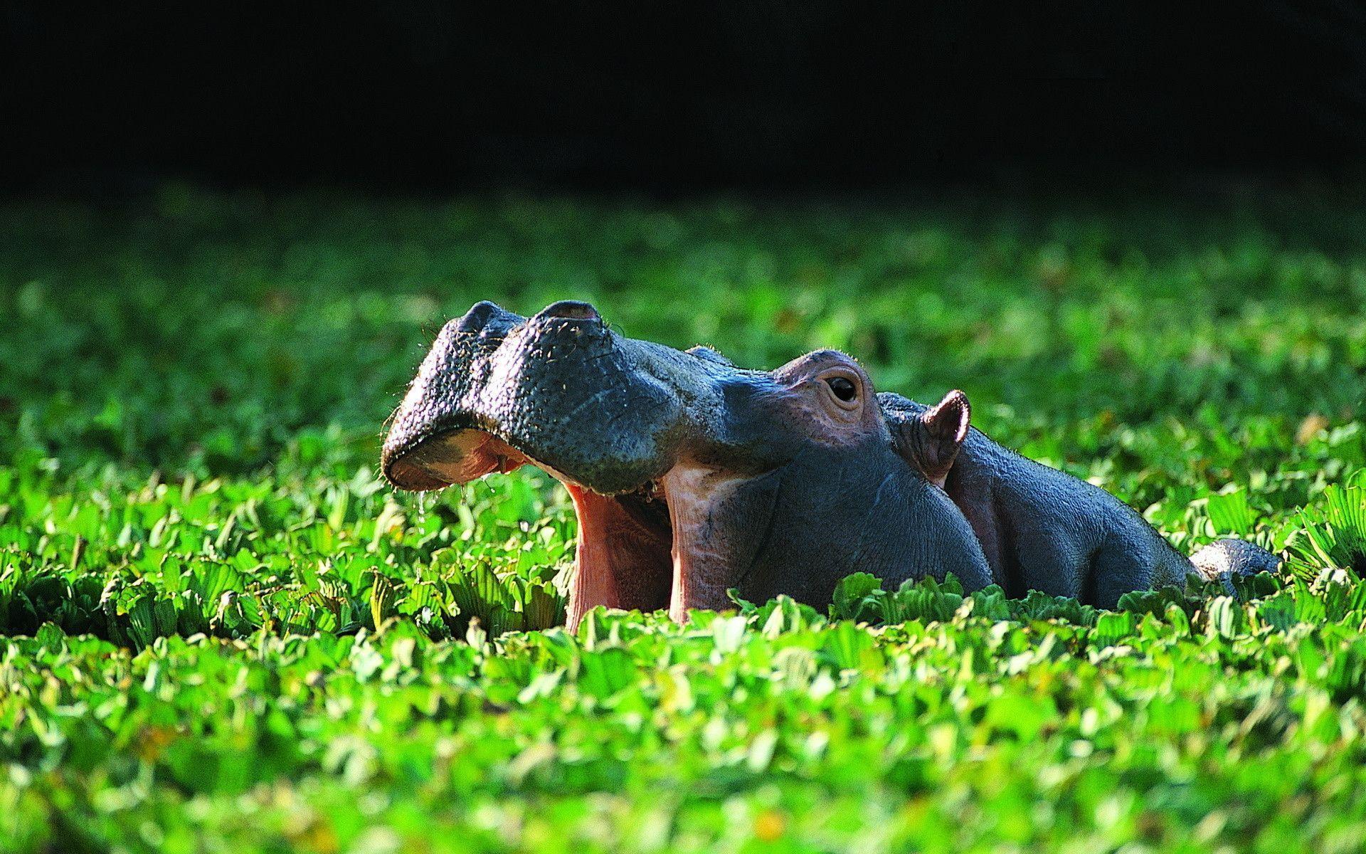 Hippo Wallpapers