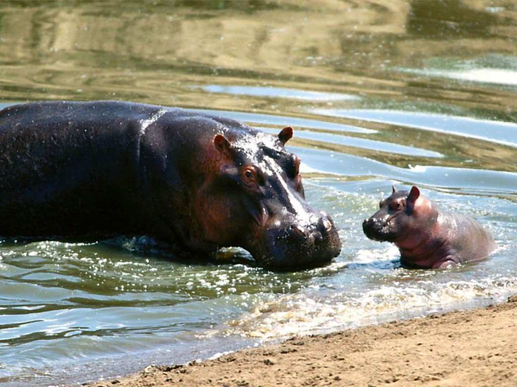 Hippo Wallpapers