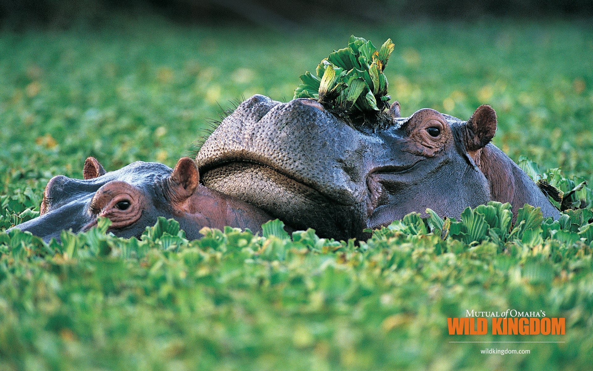 Hippo Wallpapers