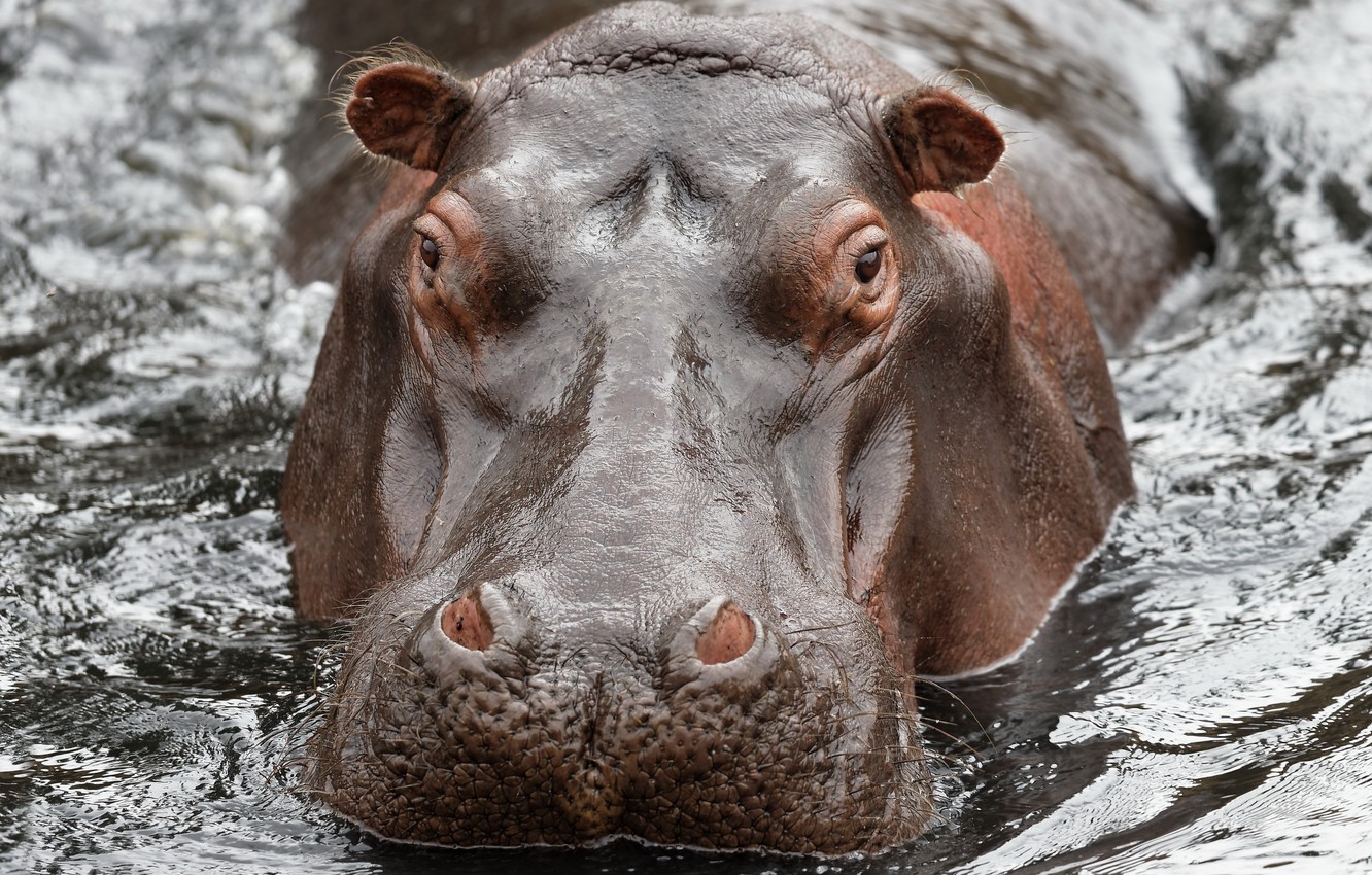 Hippo Wallpapers