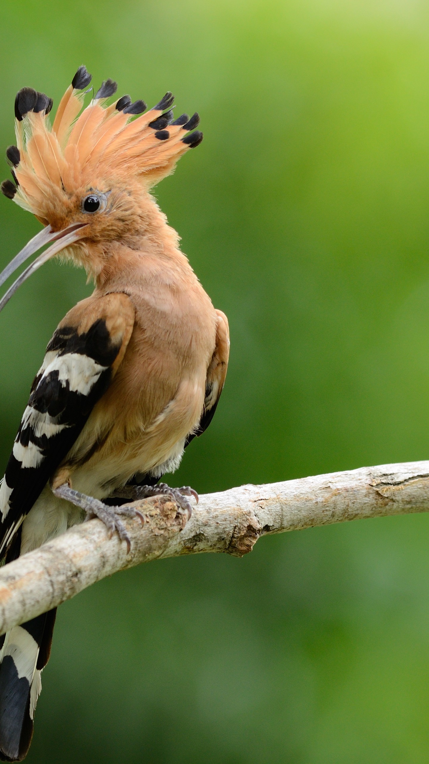 Hoopoes Wallpapers