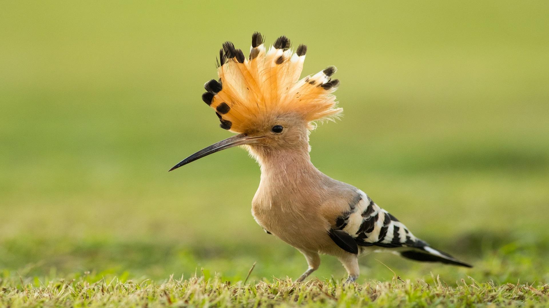 Hoopoes Wallpapers