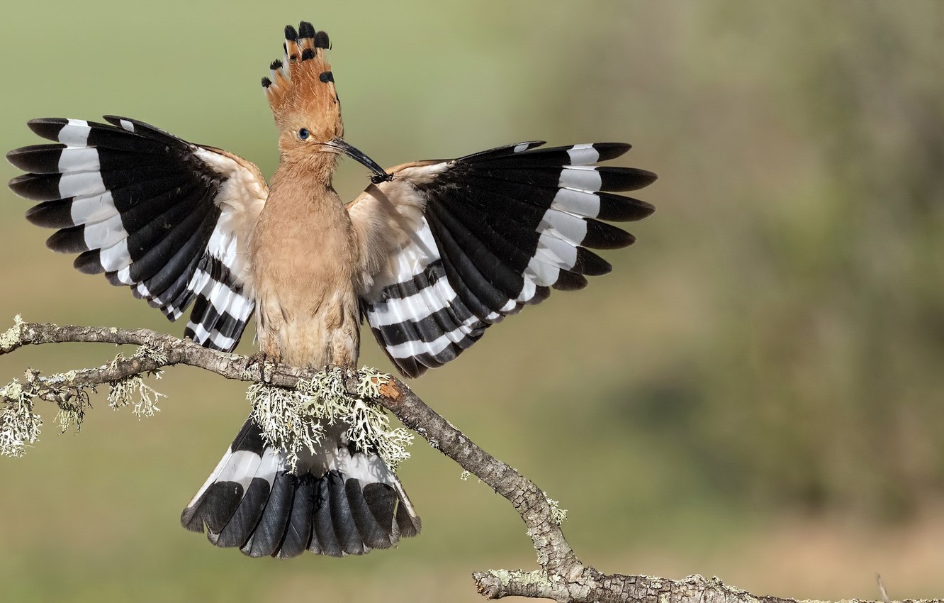 Hoopoes Wallpapers