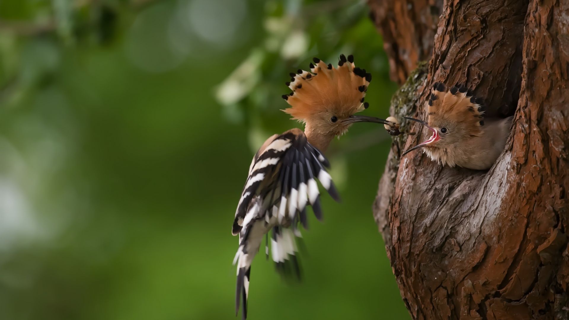 Hoopoes Wallpapers