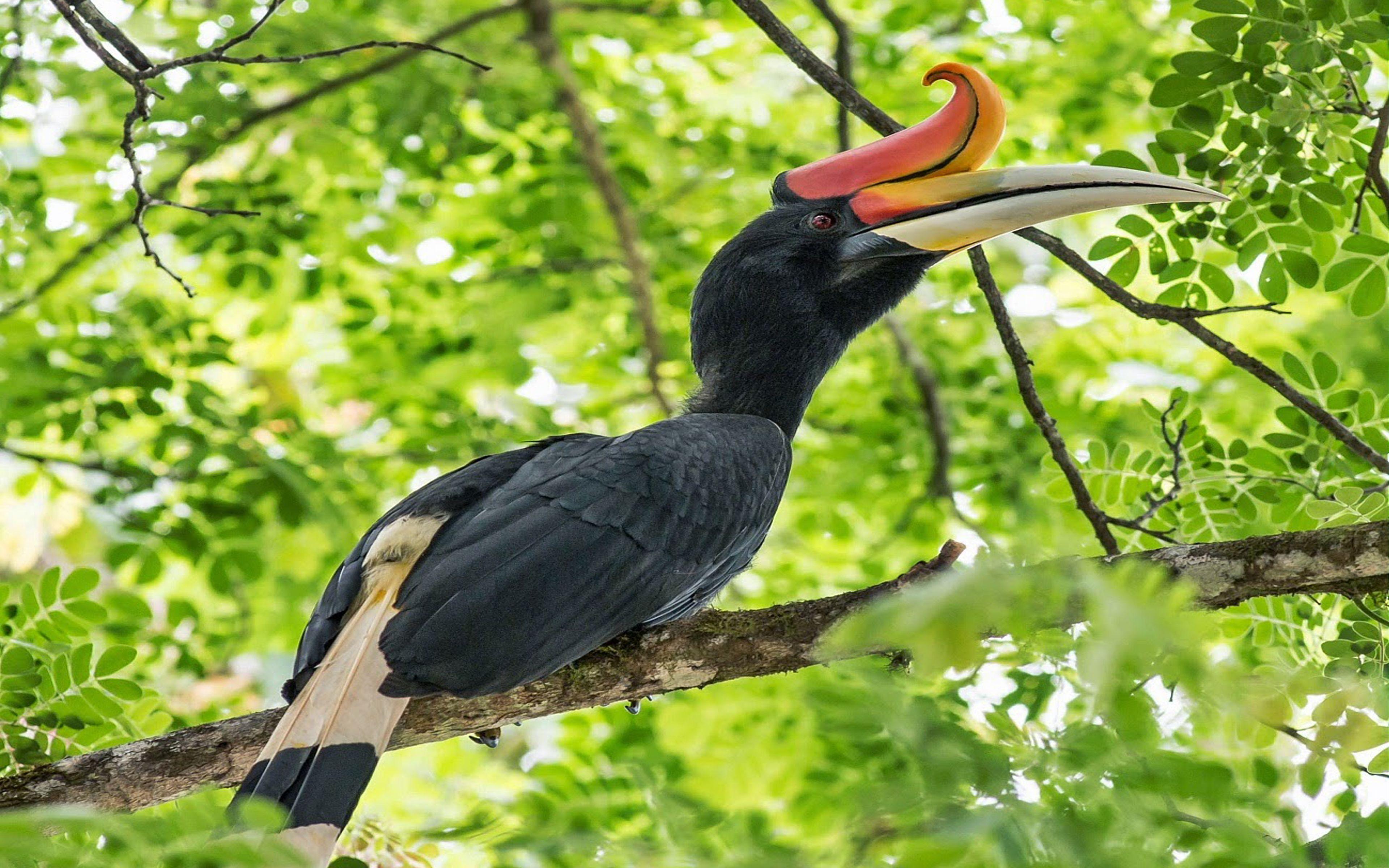 Hornbill Wallpapers