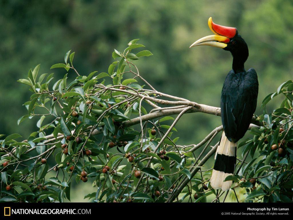 Hornbill Wallpapers