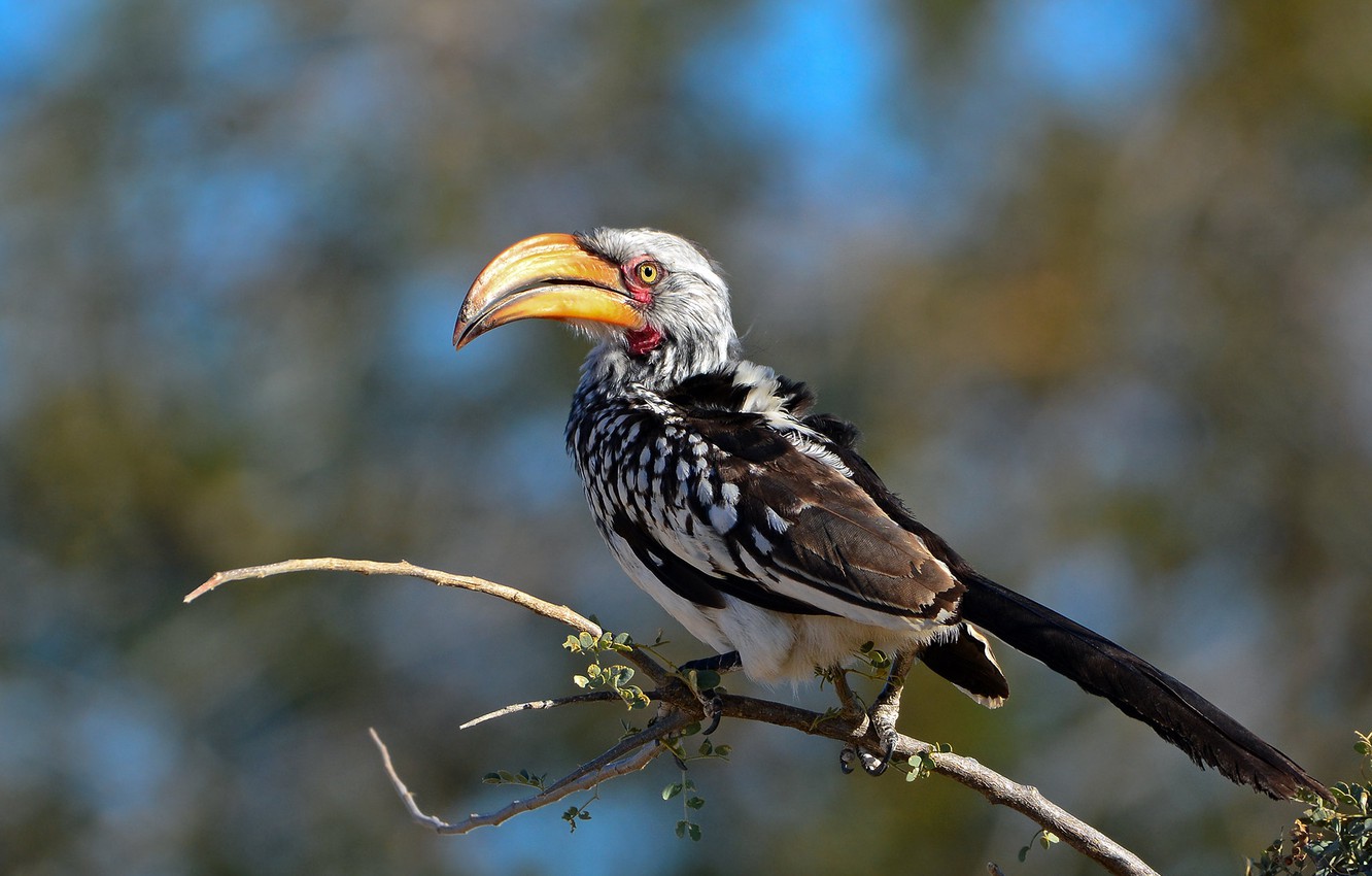 Hornbill Wallpapers