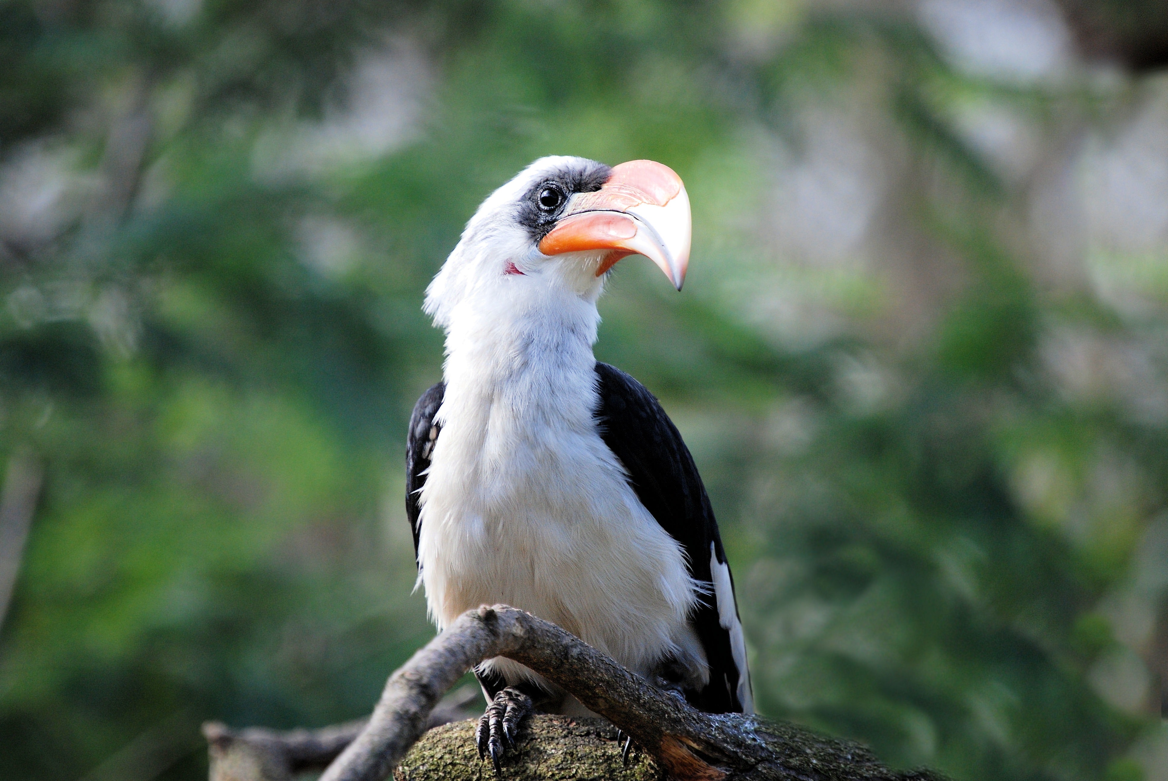 Hornbill Wallpapers