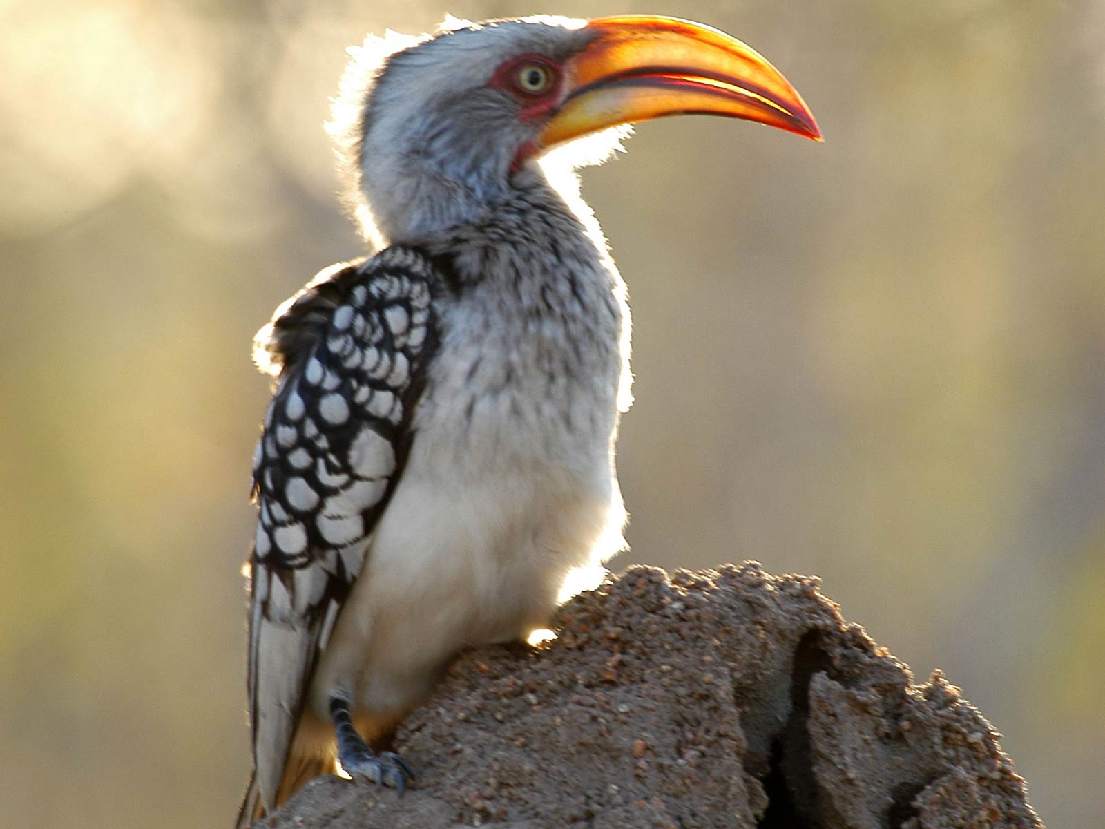 Hornbill Wallpapers