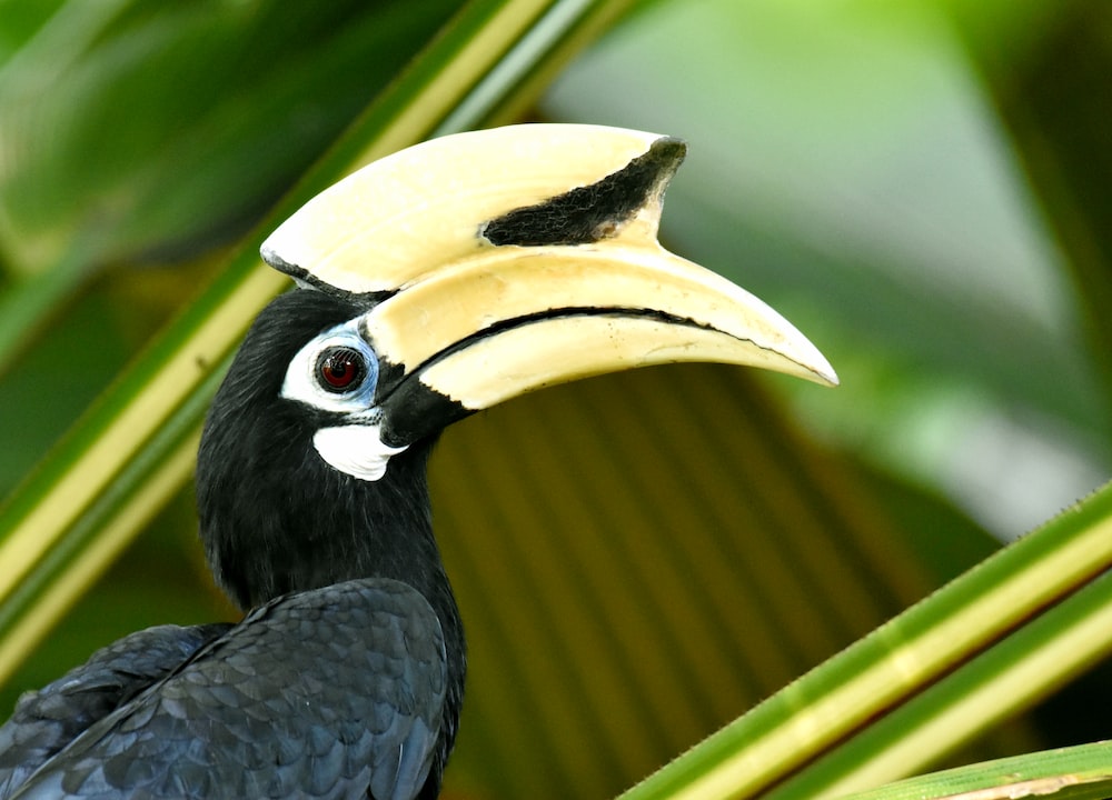 Hornbill Wallpapers