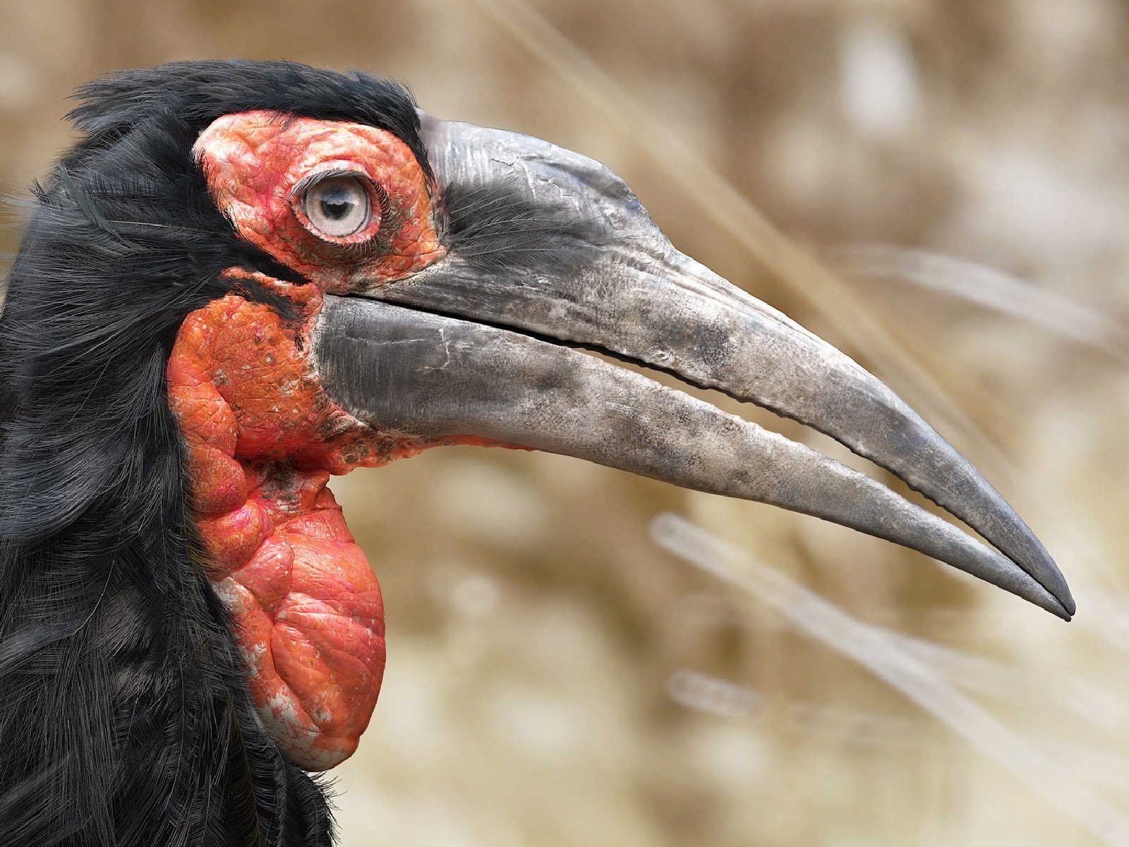 Hornbill Wallpapers