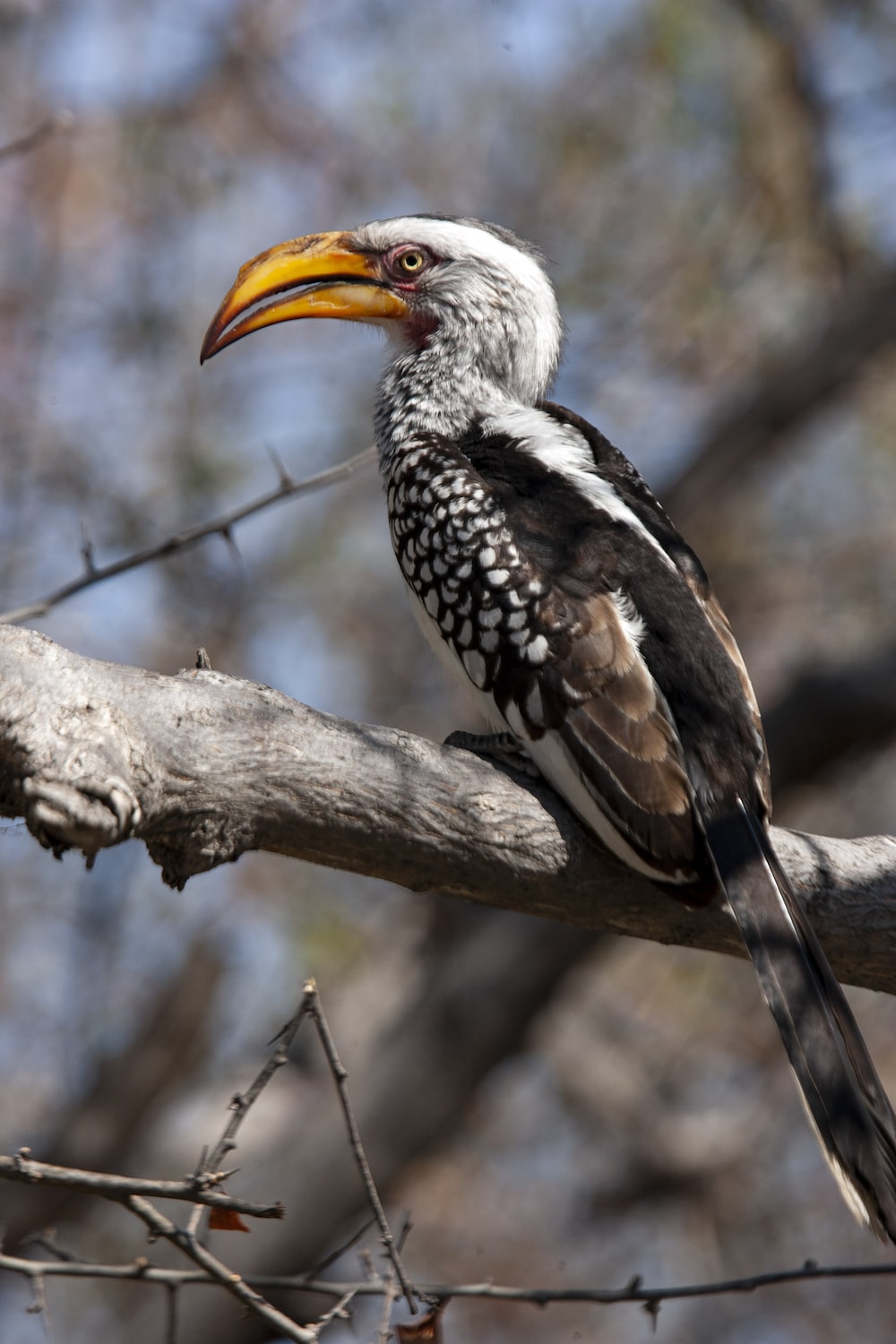 Hornbill Wallpapers