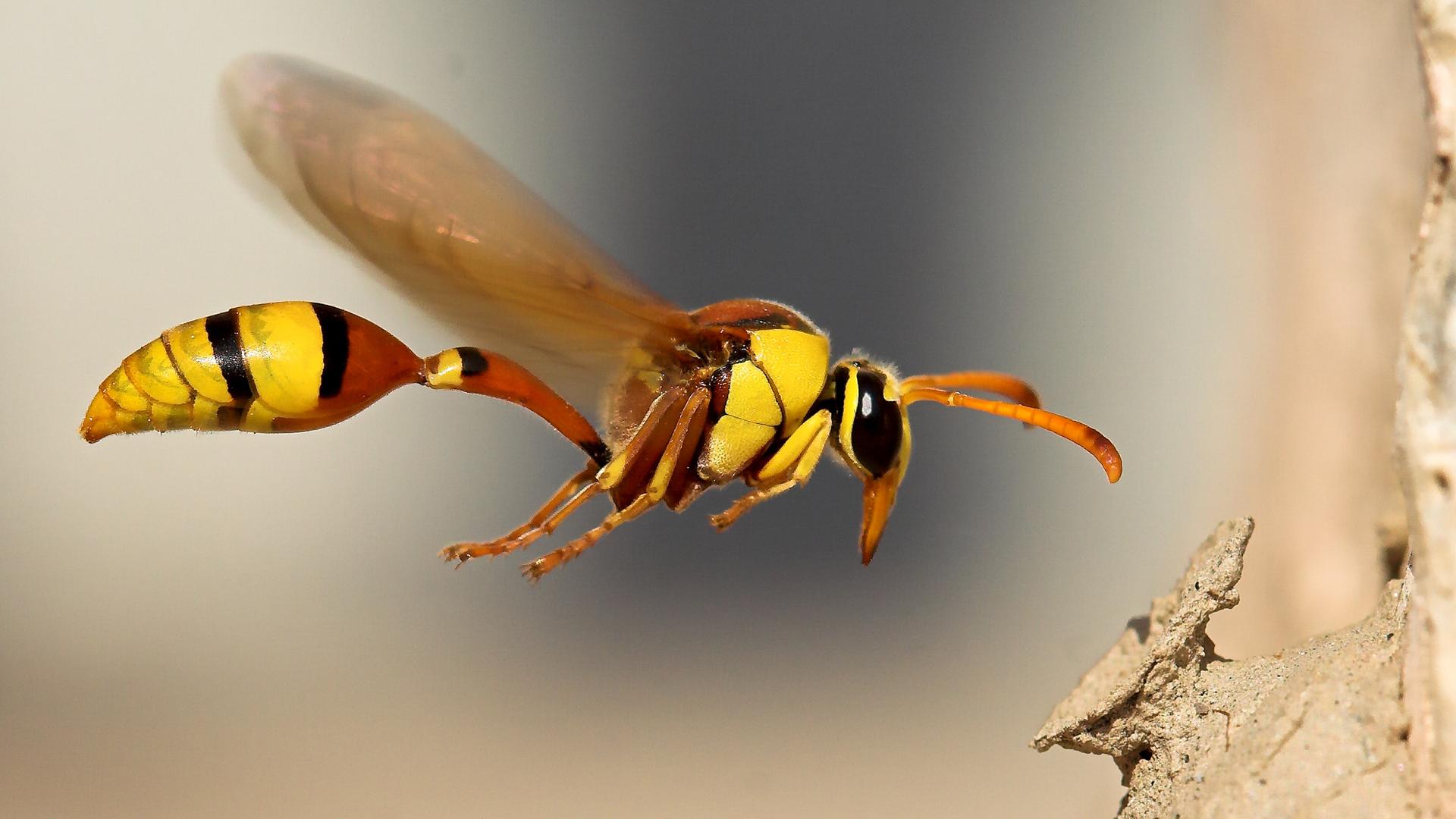 Hornet Insect Wallpapers