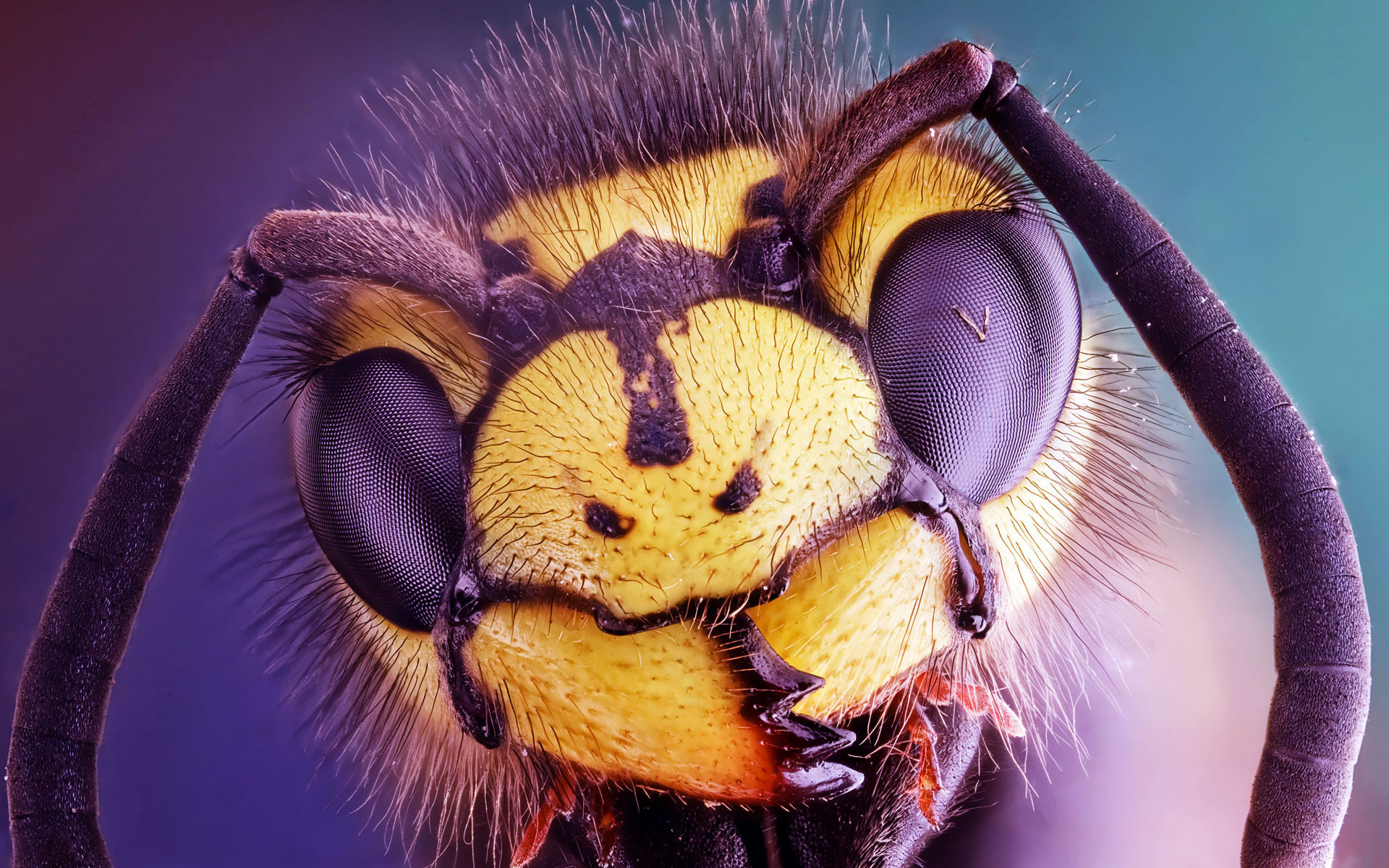 Hornet Insect Wallpapers