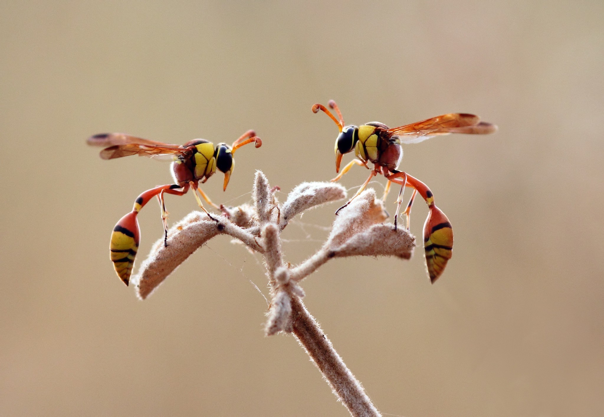 Hornet Insect Wallpapers