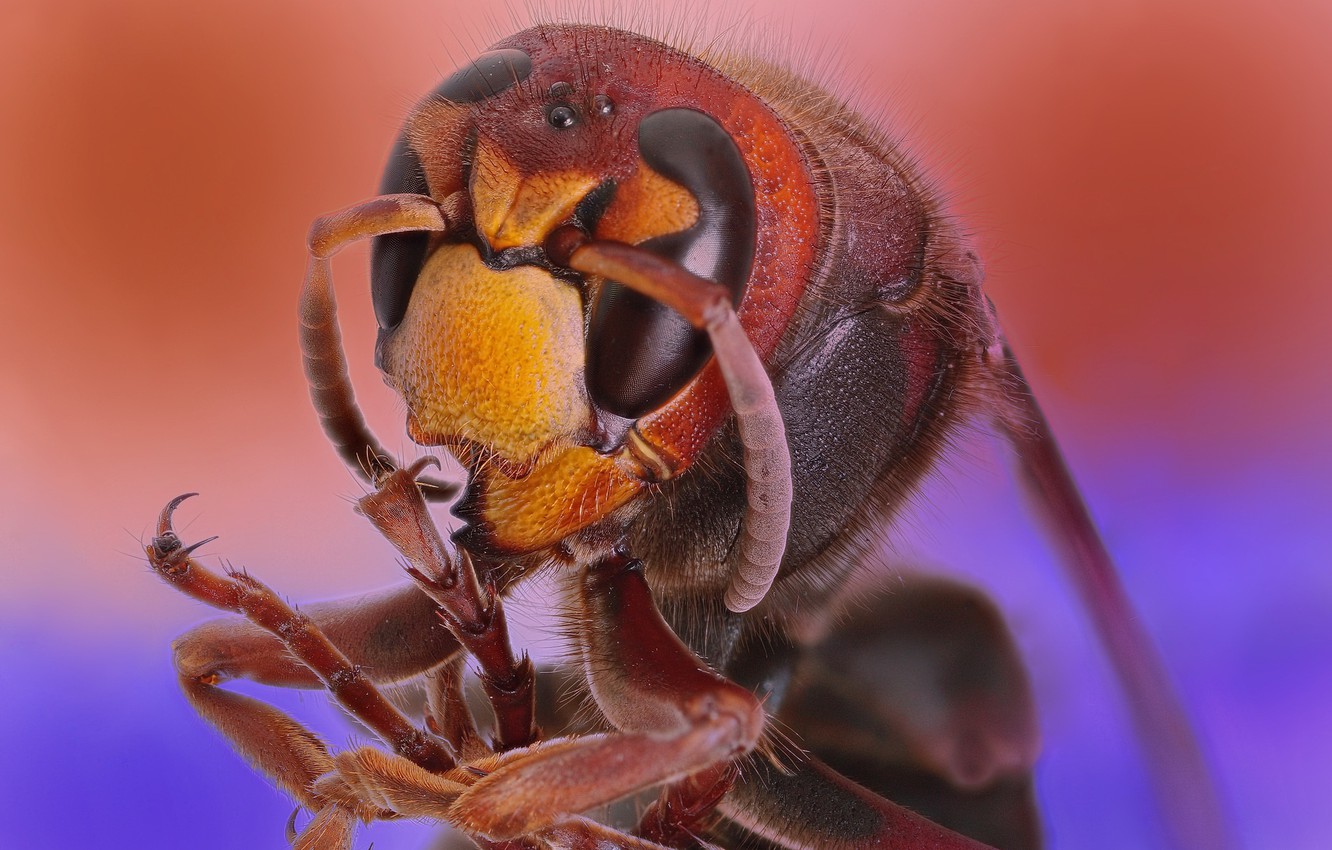 Hornet Insect Wallpapers