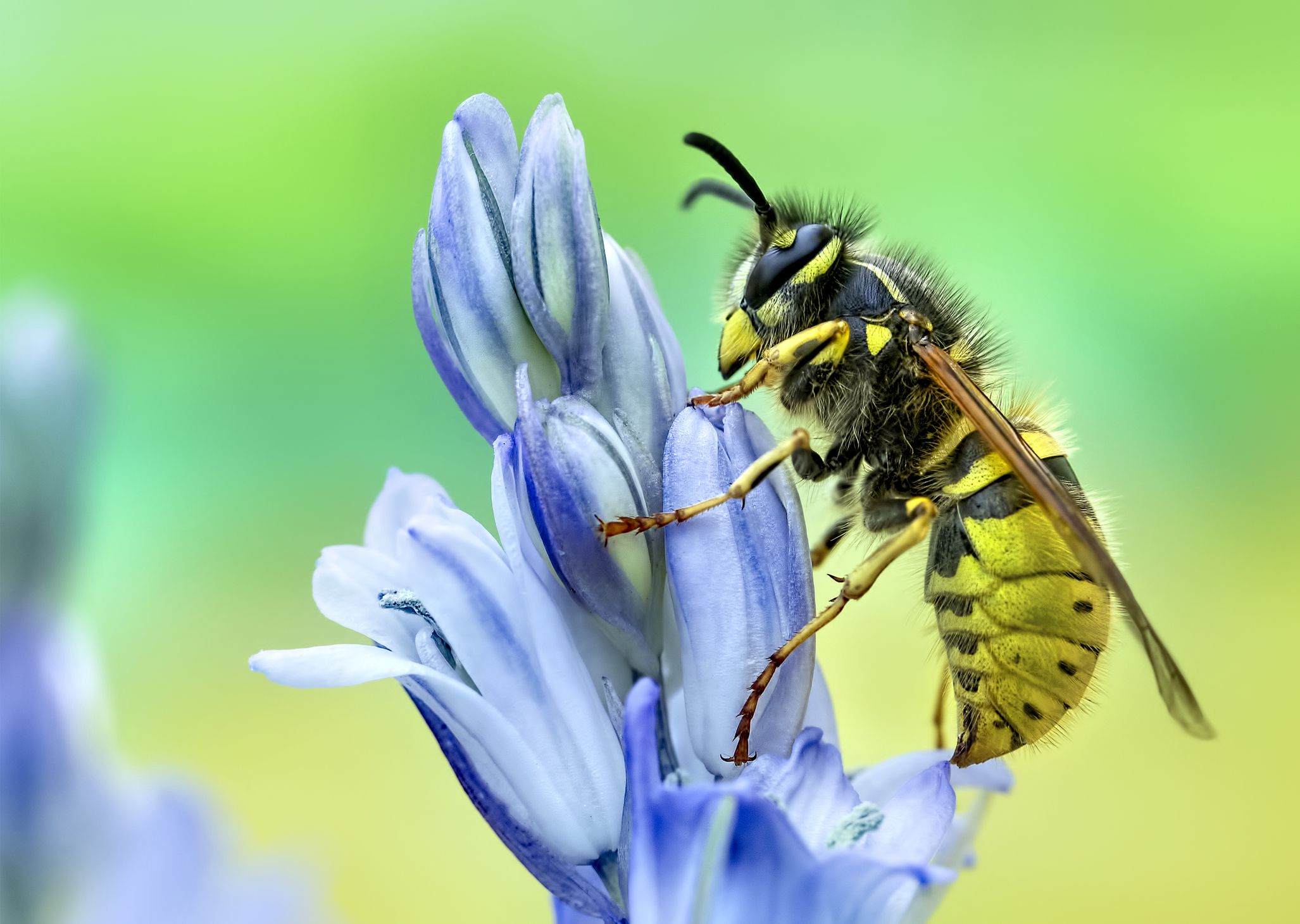 Hornet Insect Wallpapers