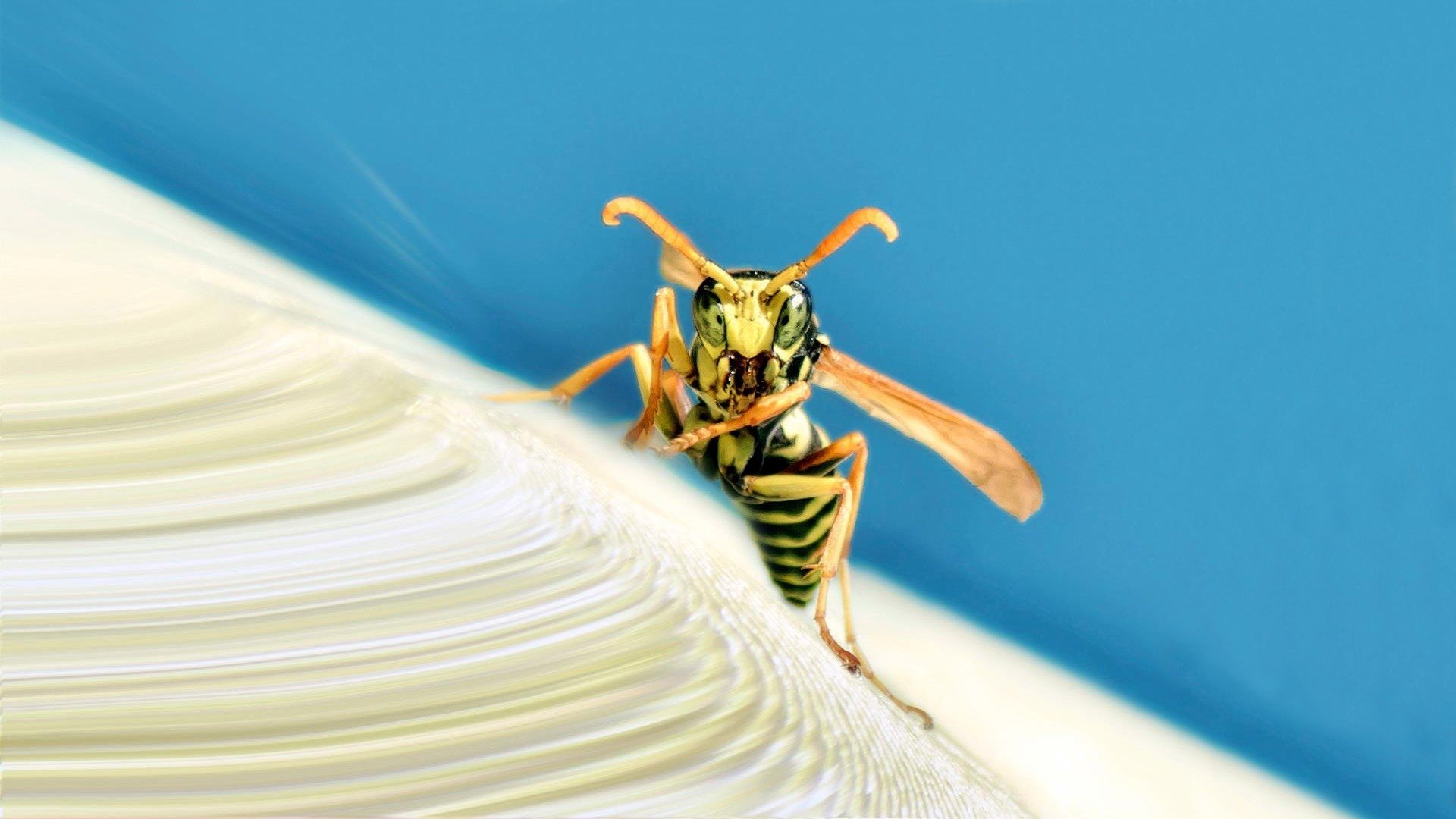 Hornet Insect Wallpapers