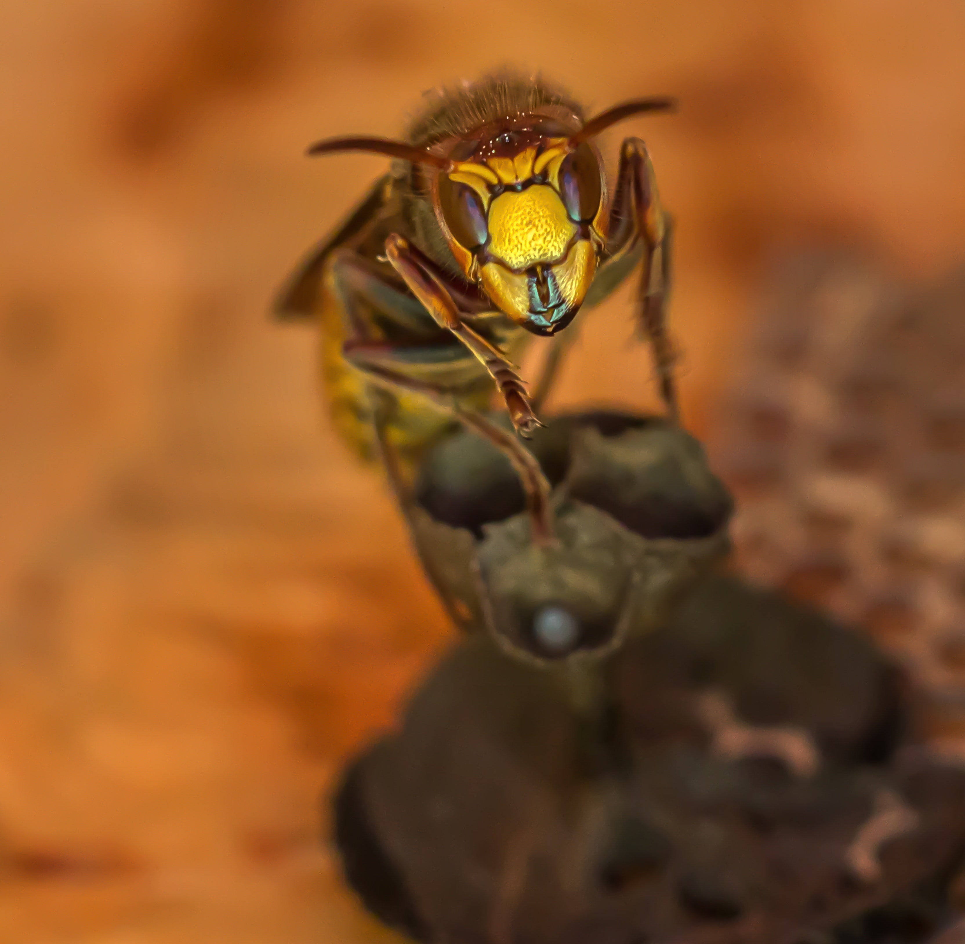 Hornet Insect Wallpapers