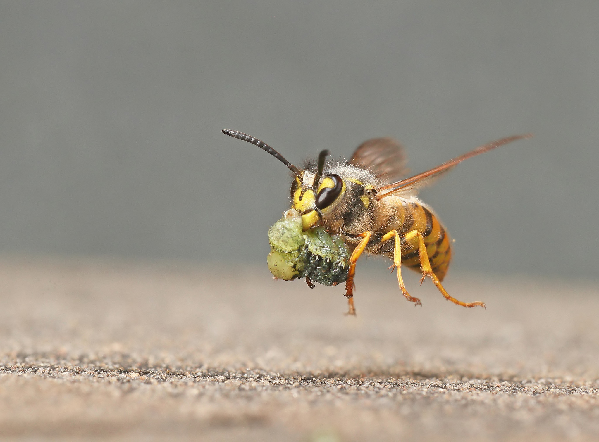 Hornet Insect Wallpapers