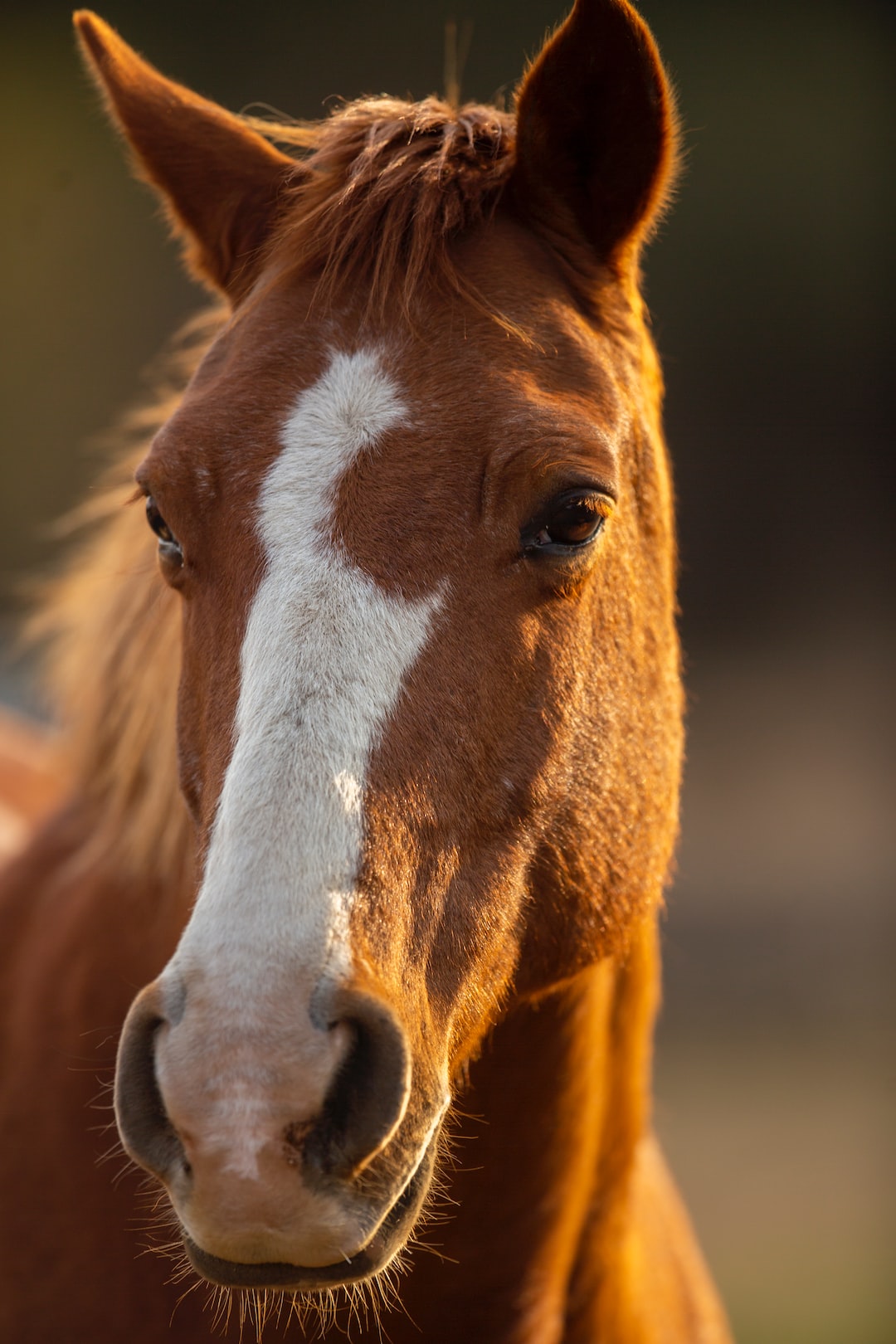 Horse Wallpapers