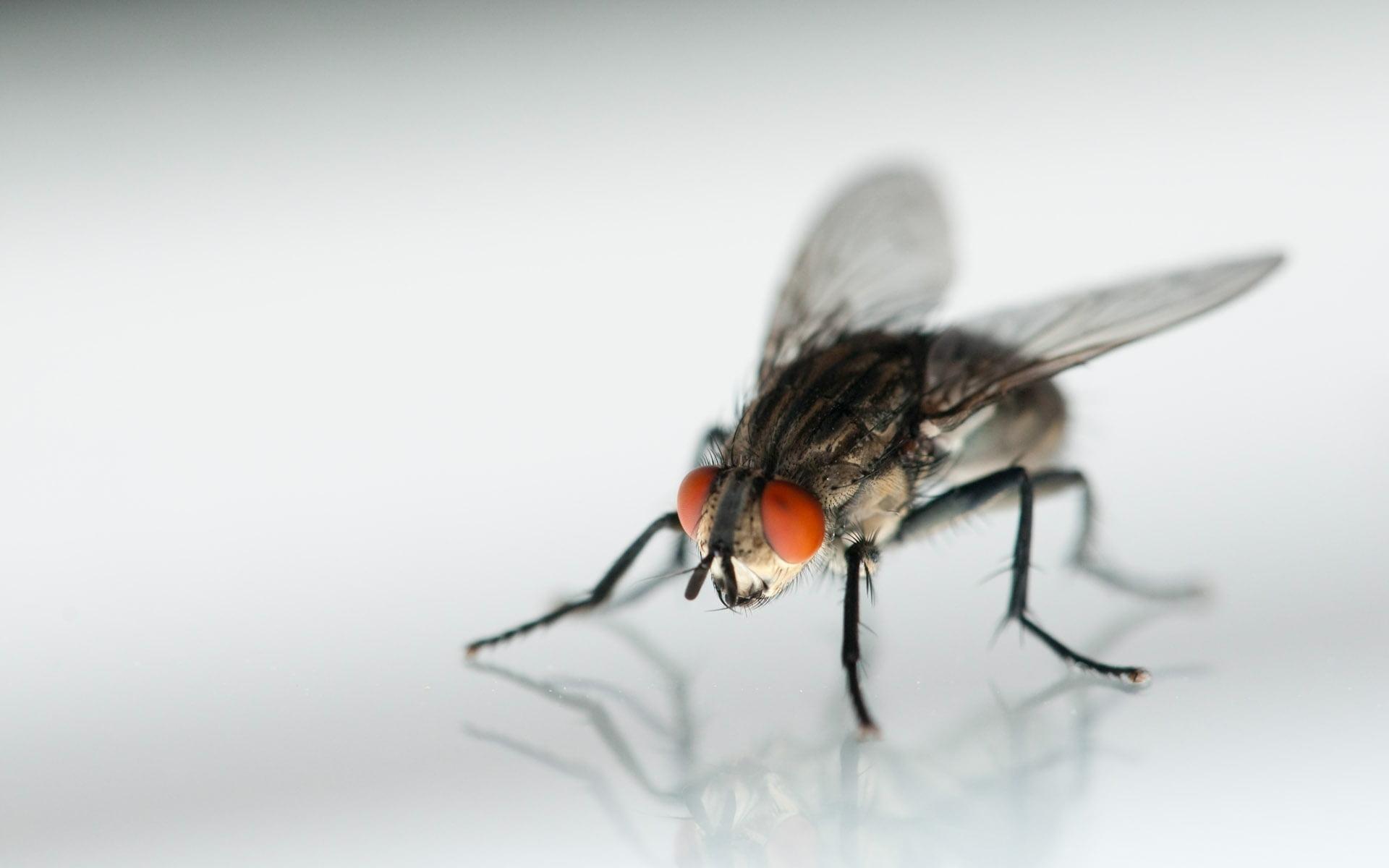 Housefly Wallpapers