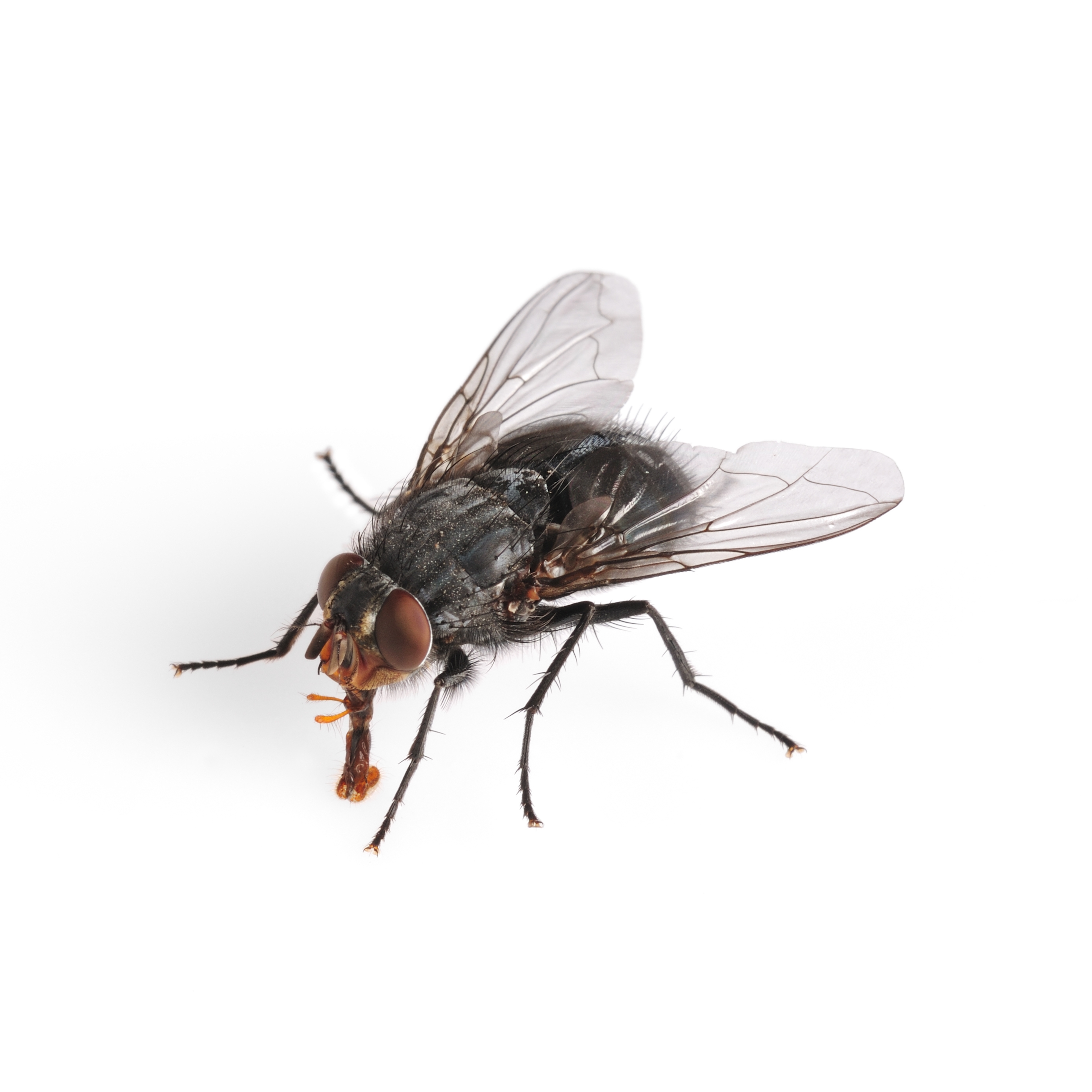 Housefly Wallpapers