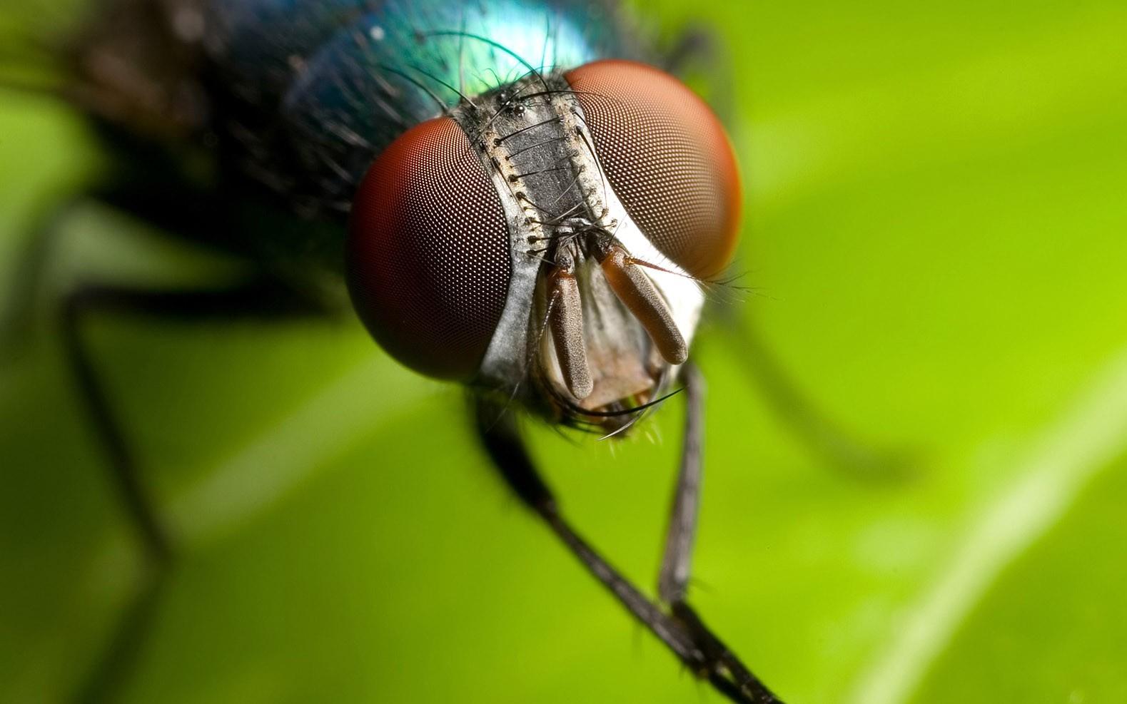 Housefly Wallpapers