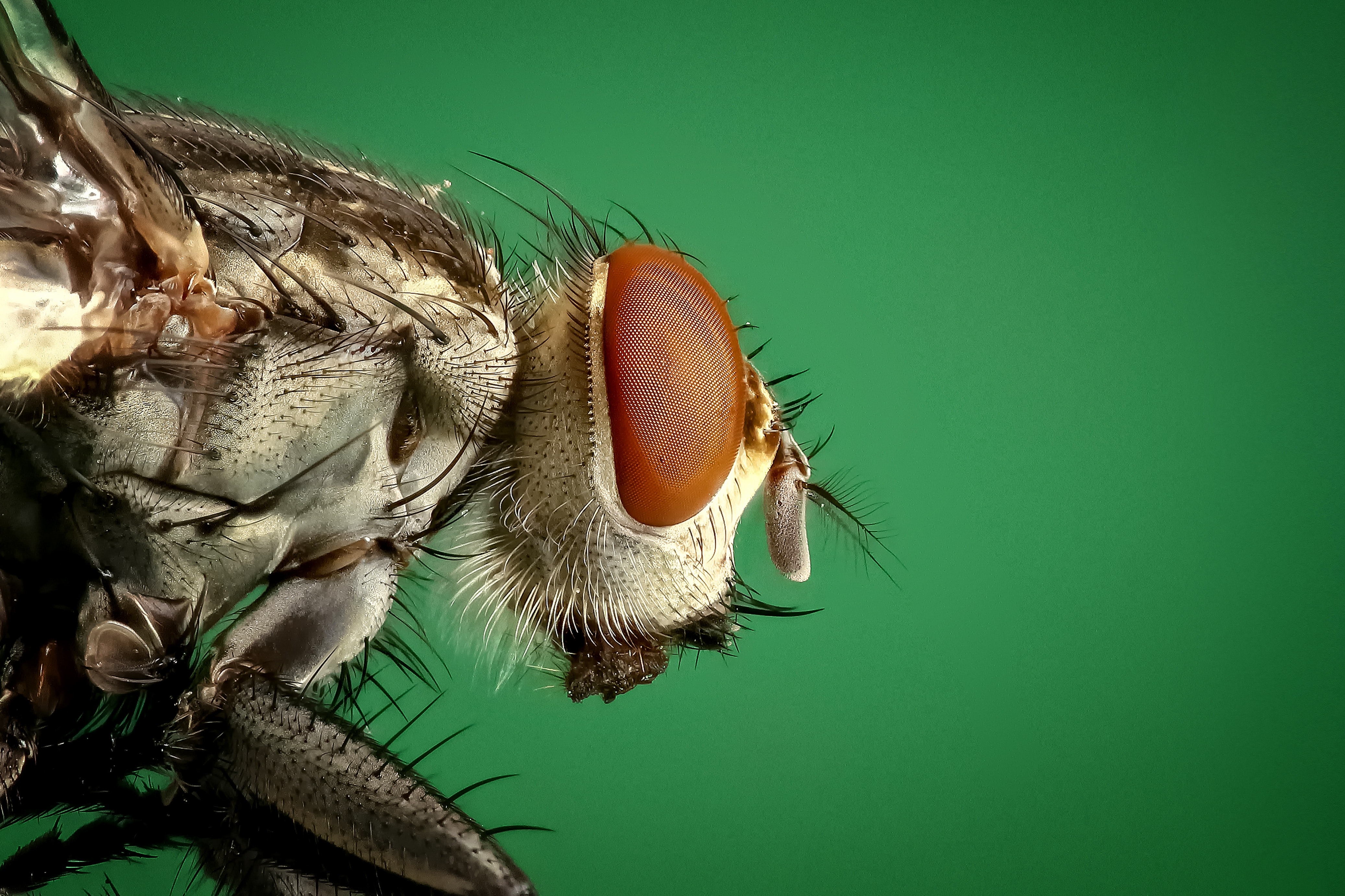 Housefly Wallpapers