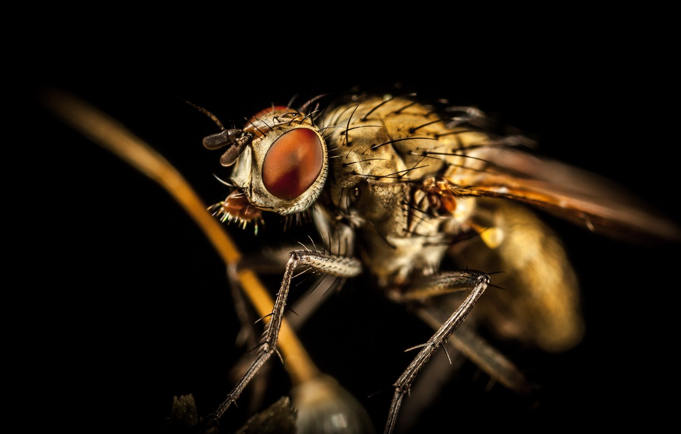 Housefly Wallpapers