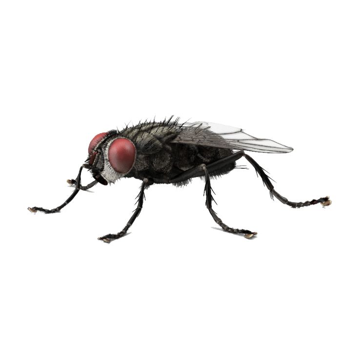 Housefly Wallpapers