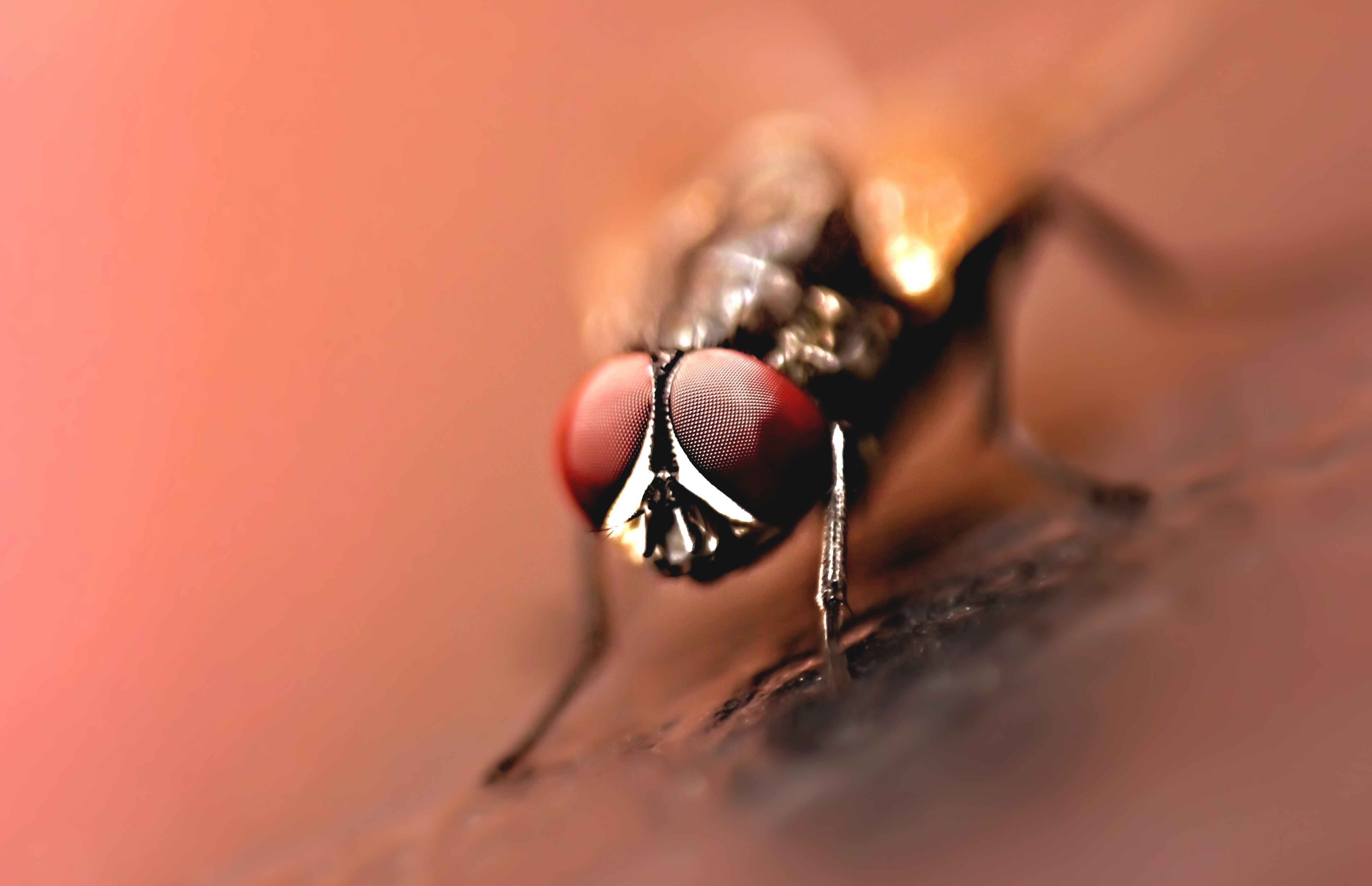 Housefly Wallpapers