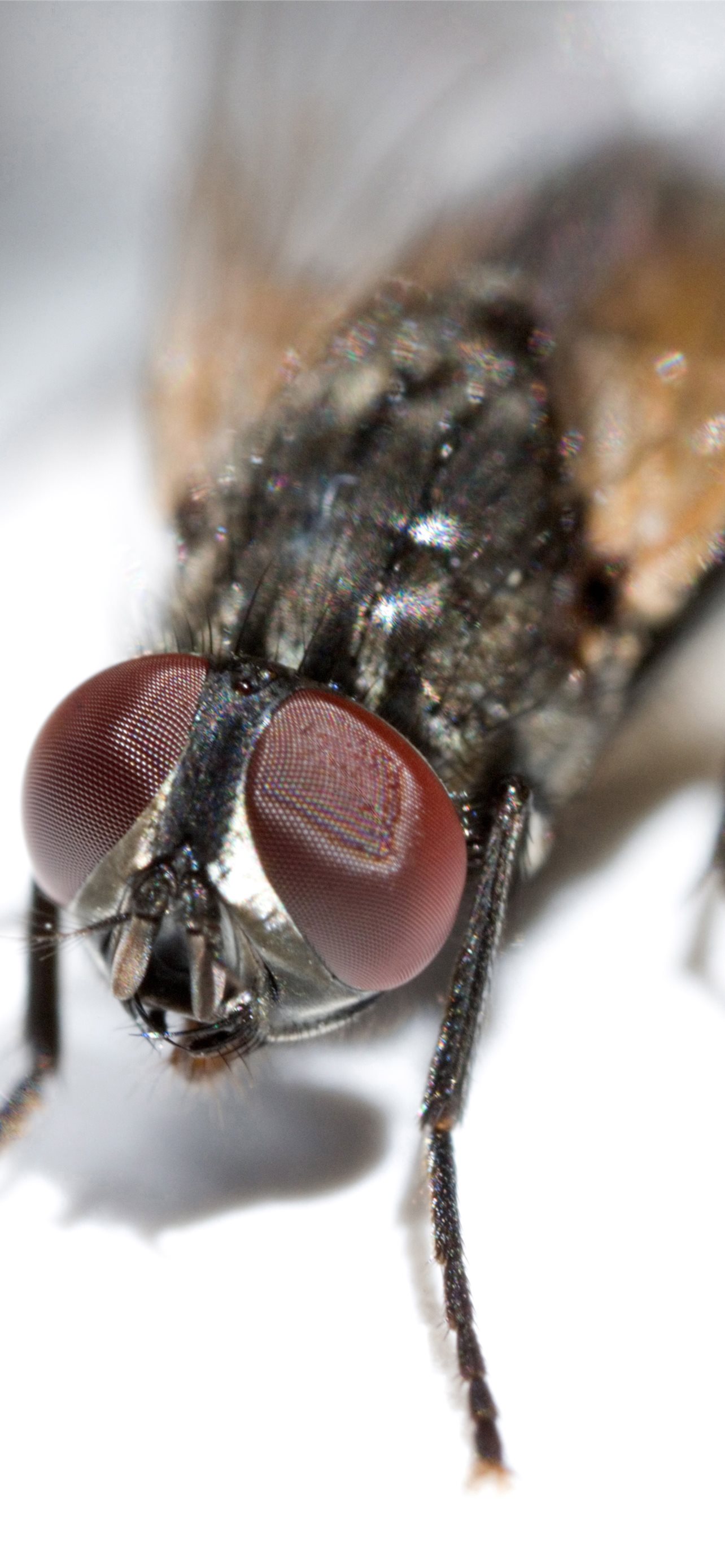 Housefly Wallpapers