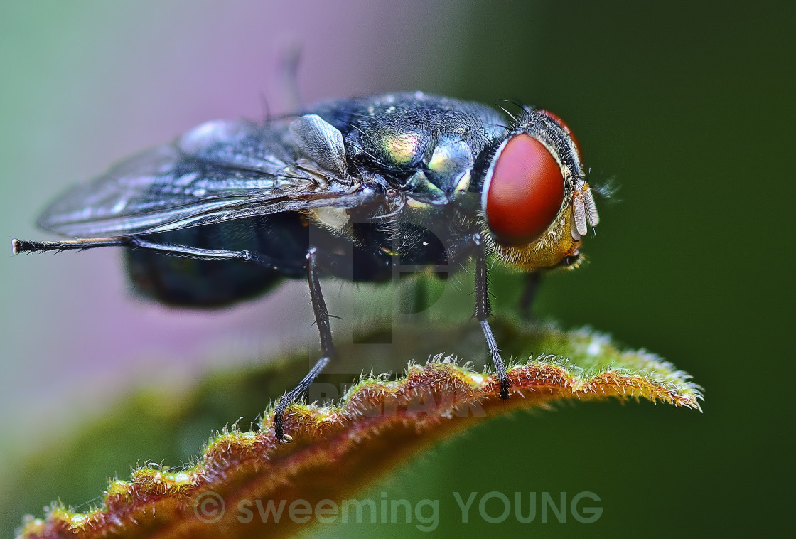 Housefly Wallpapers