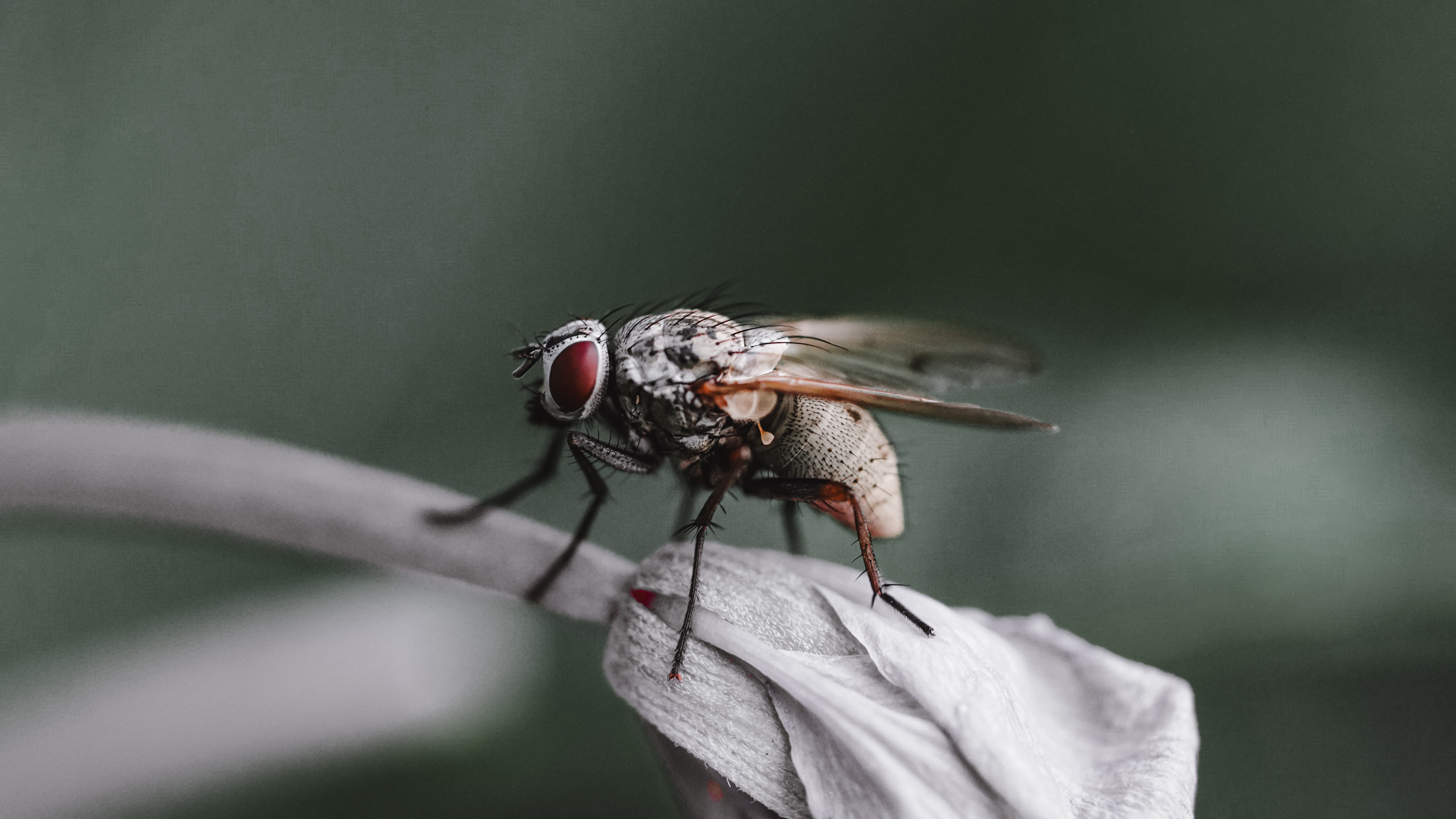 Housefly Wallpapers