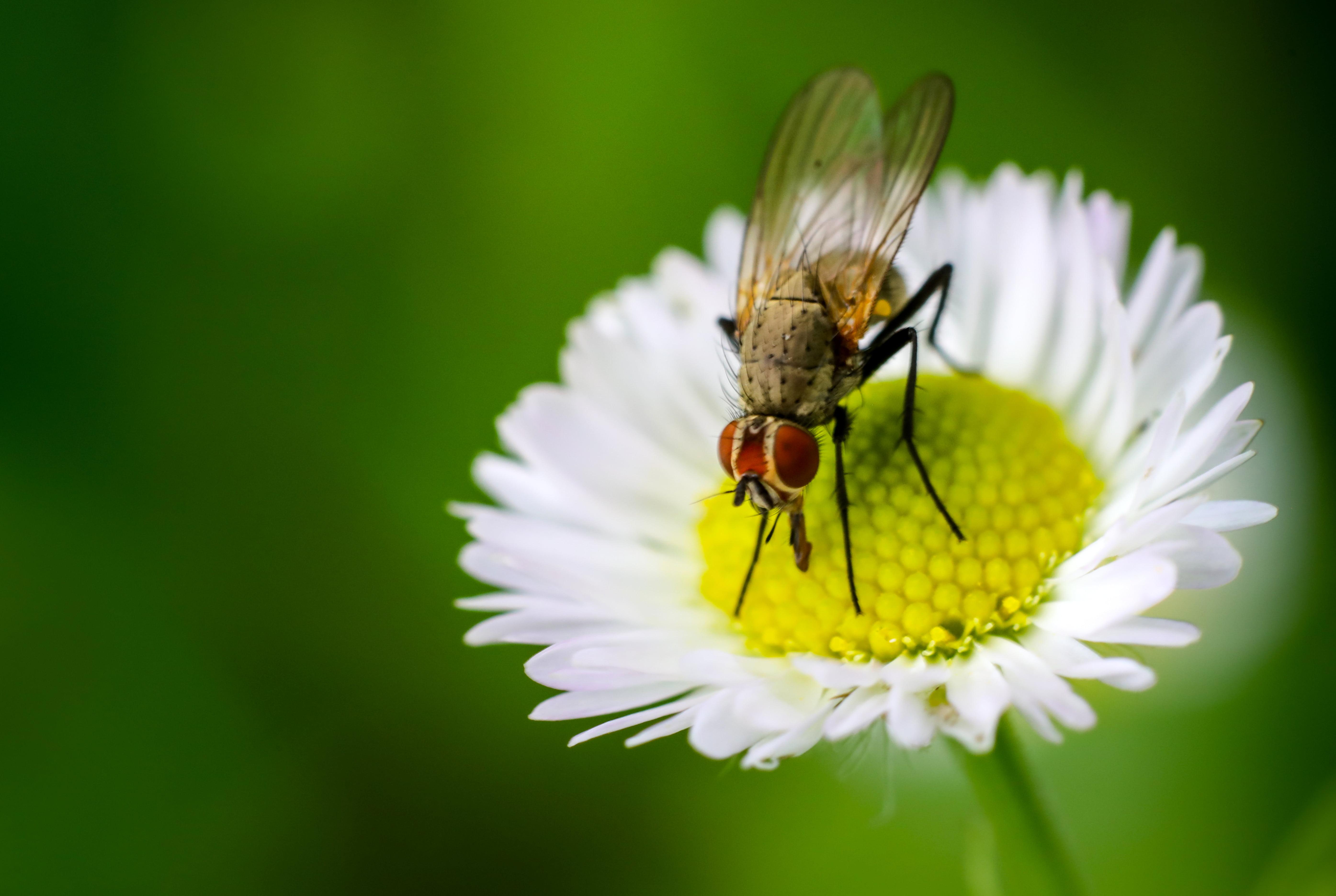 Housefly Wallpapers