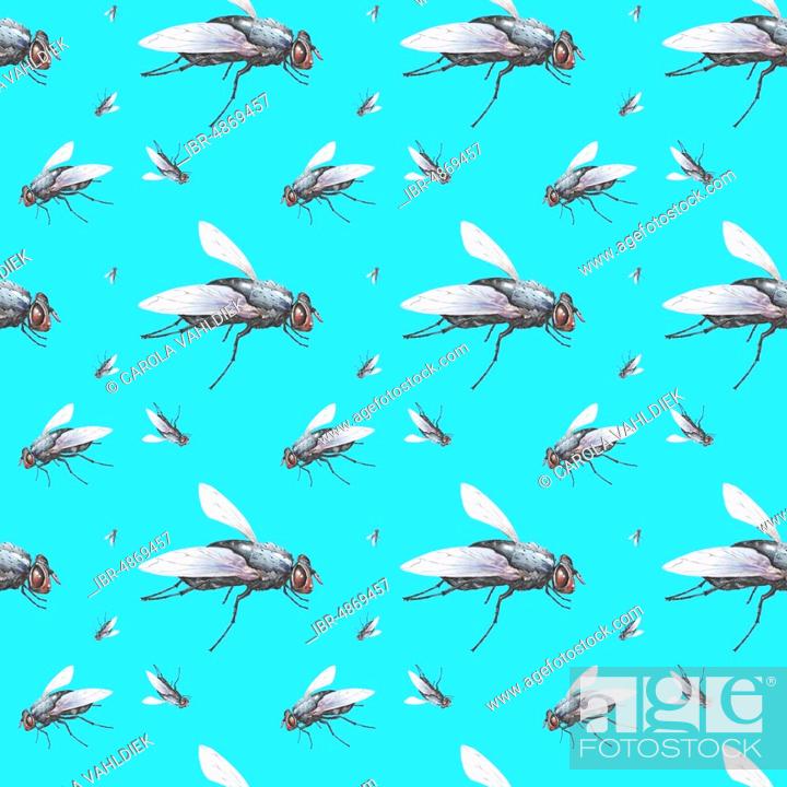 Housefly Wallpapers