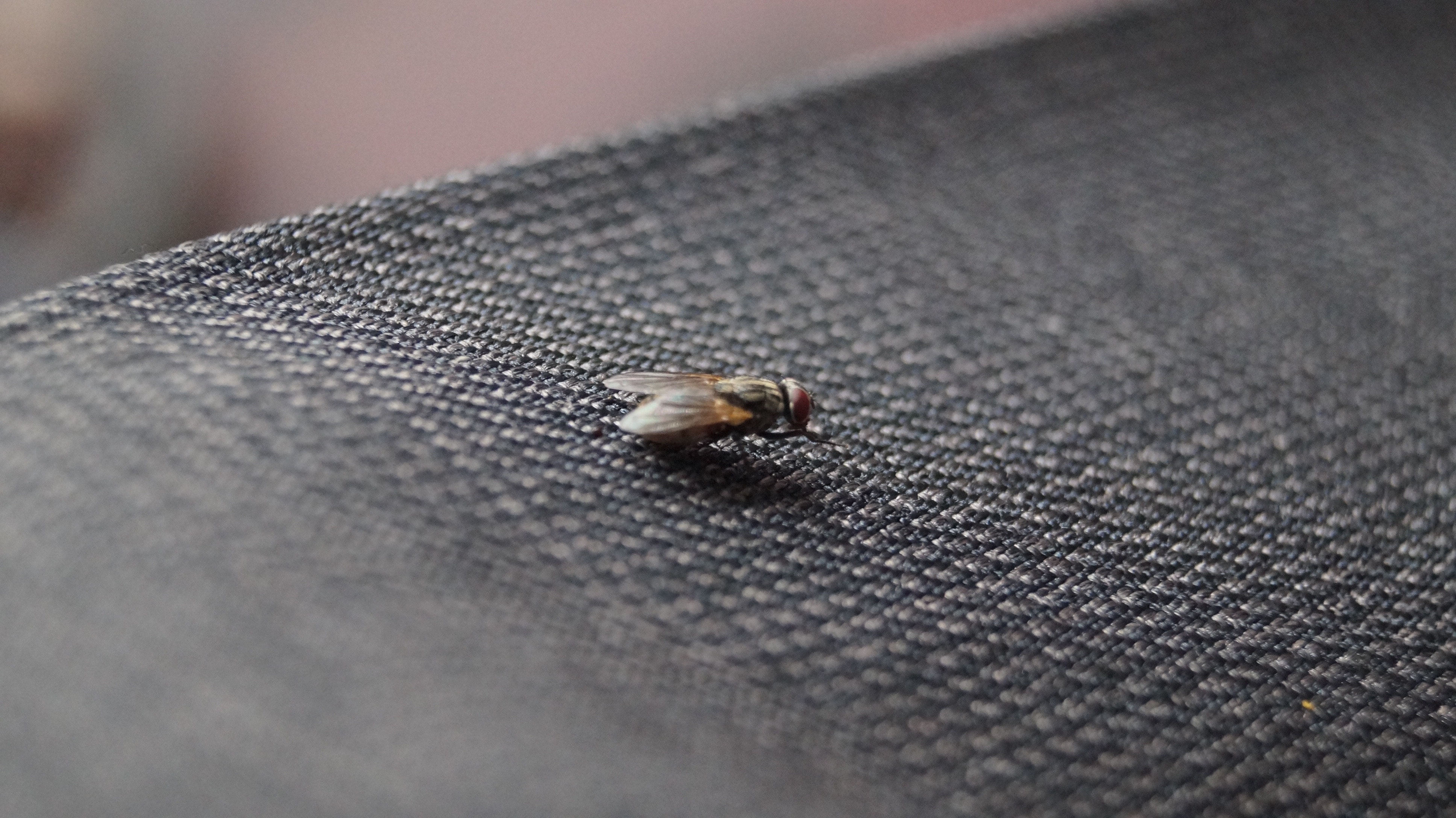 Housefly Wallpapers