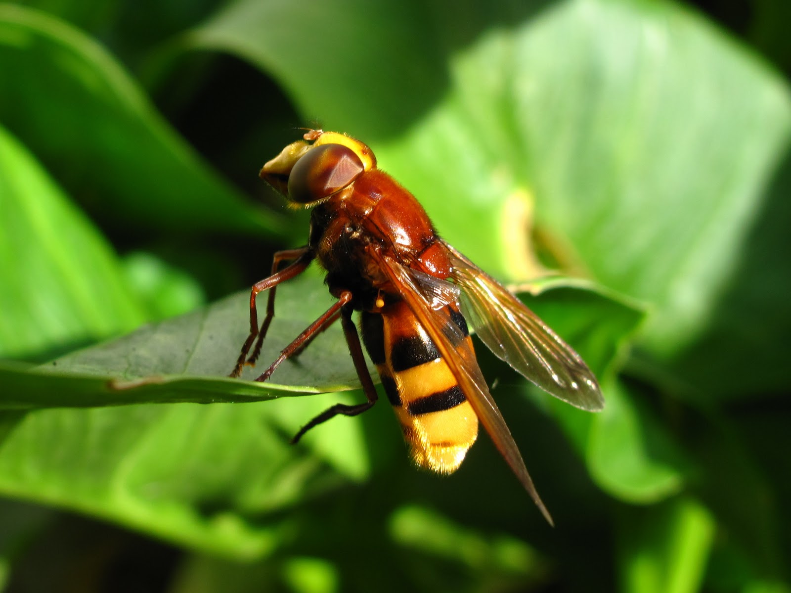 Hoverfly Wallpapers