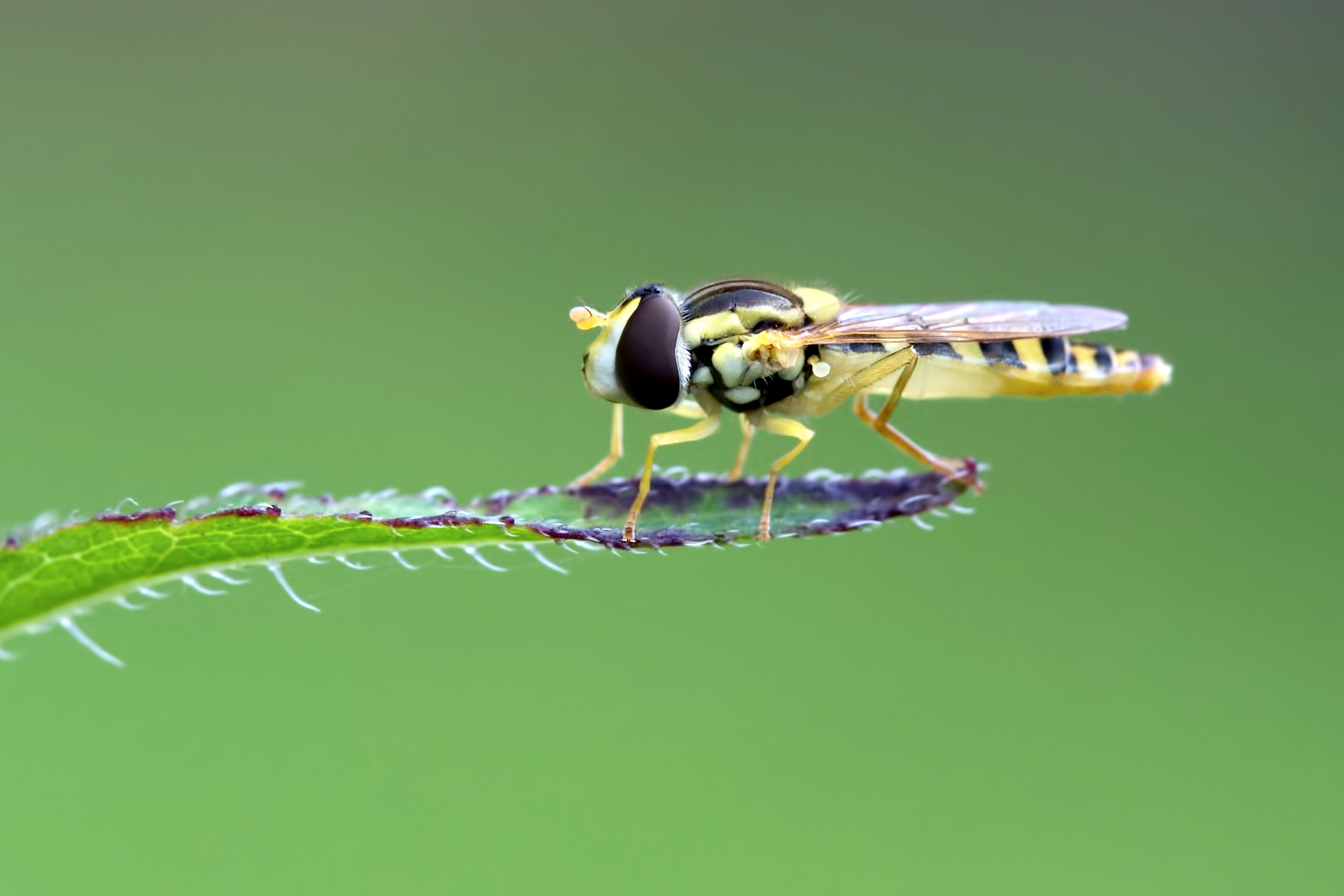 Hoverfly Wallpapers