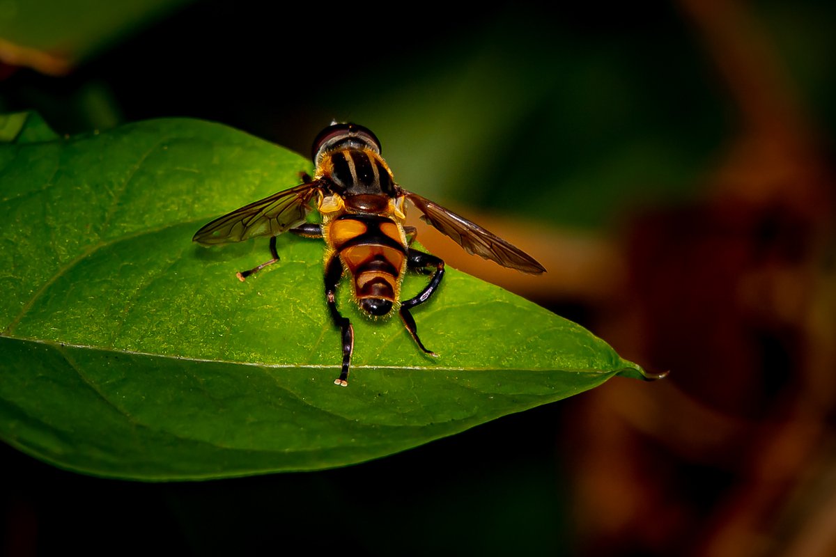 Hoverfly Wallpapers