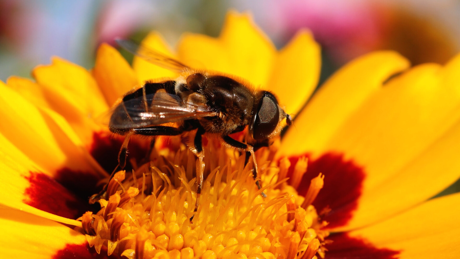 Hoverfly Wallpapers