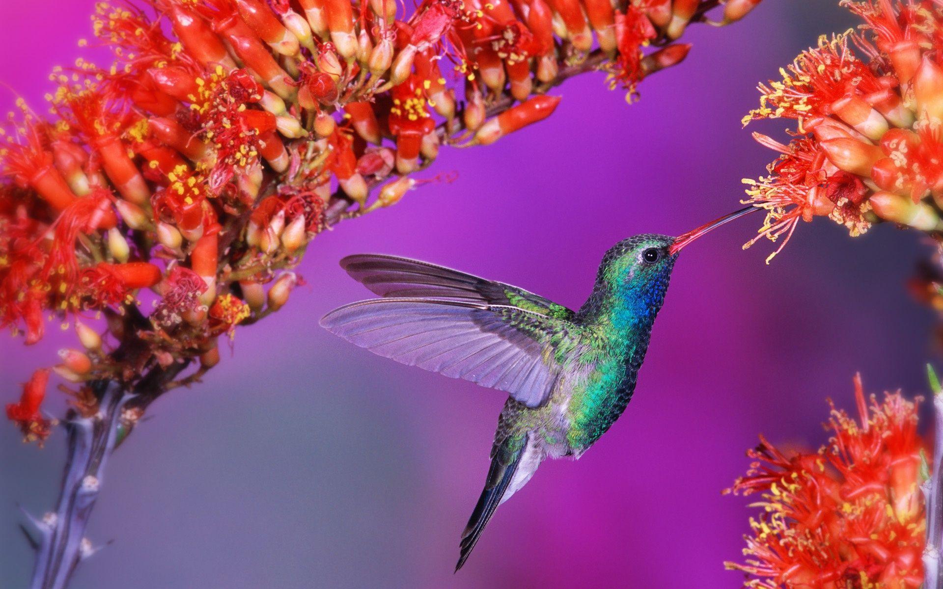 Hummingbird Wallpapers