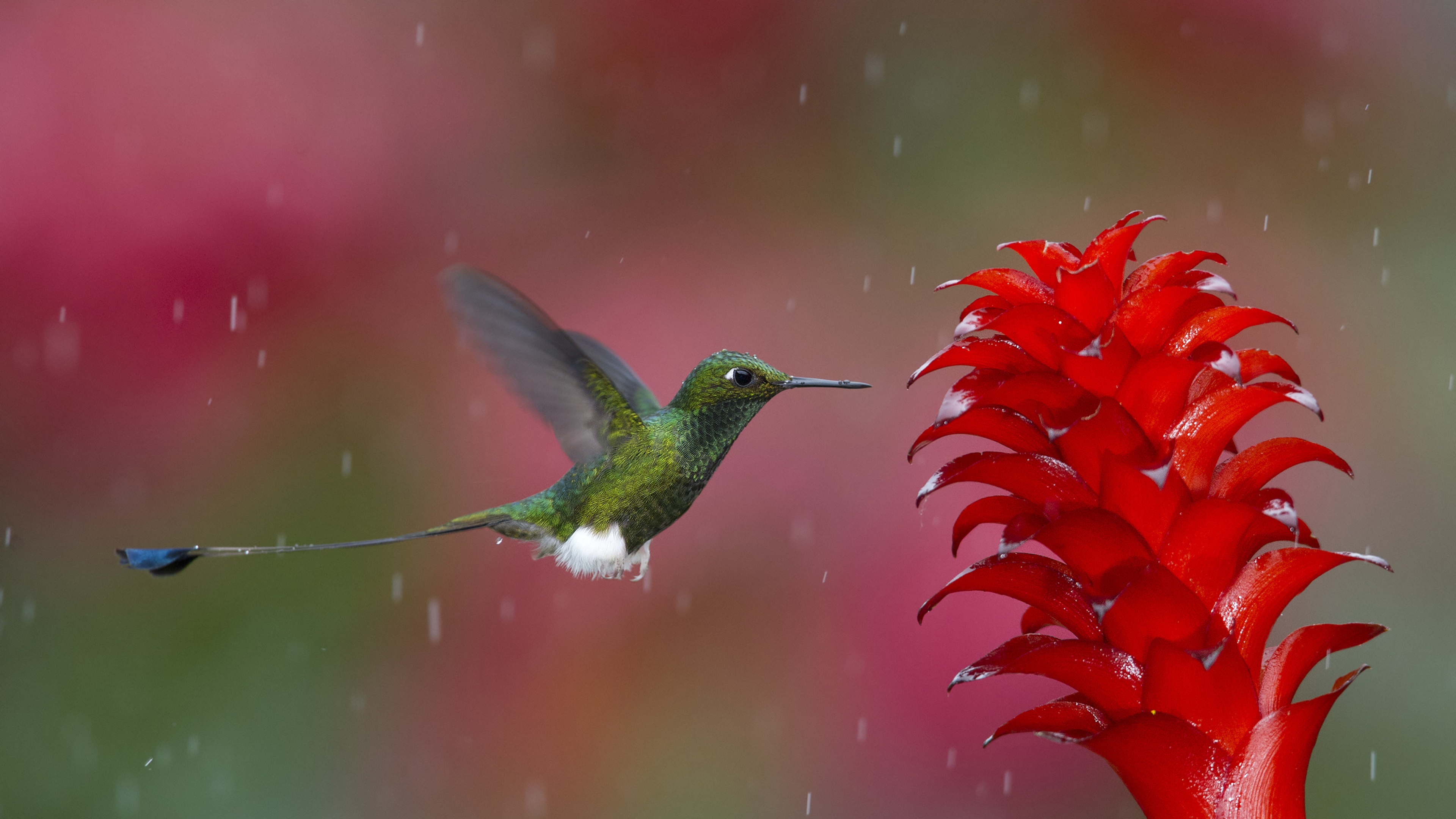 Hummingbird Wallpapers