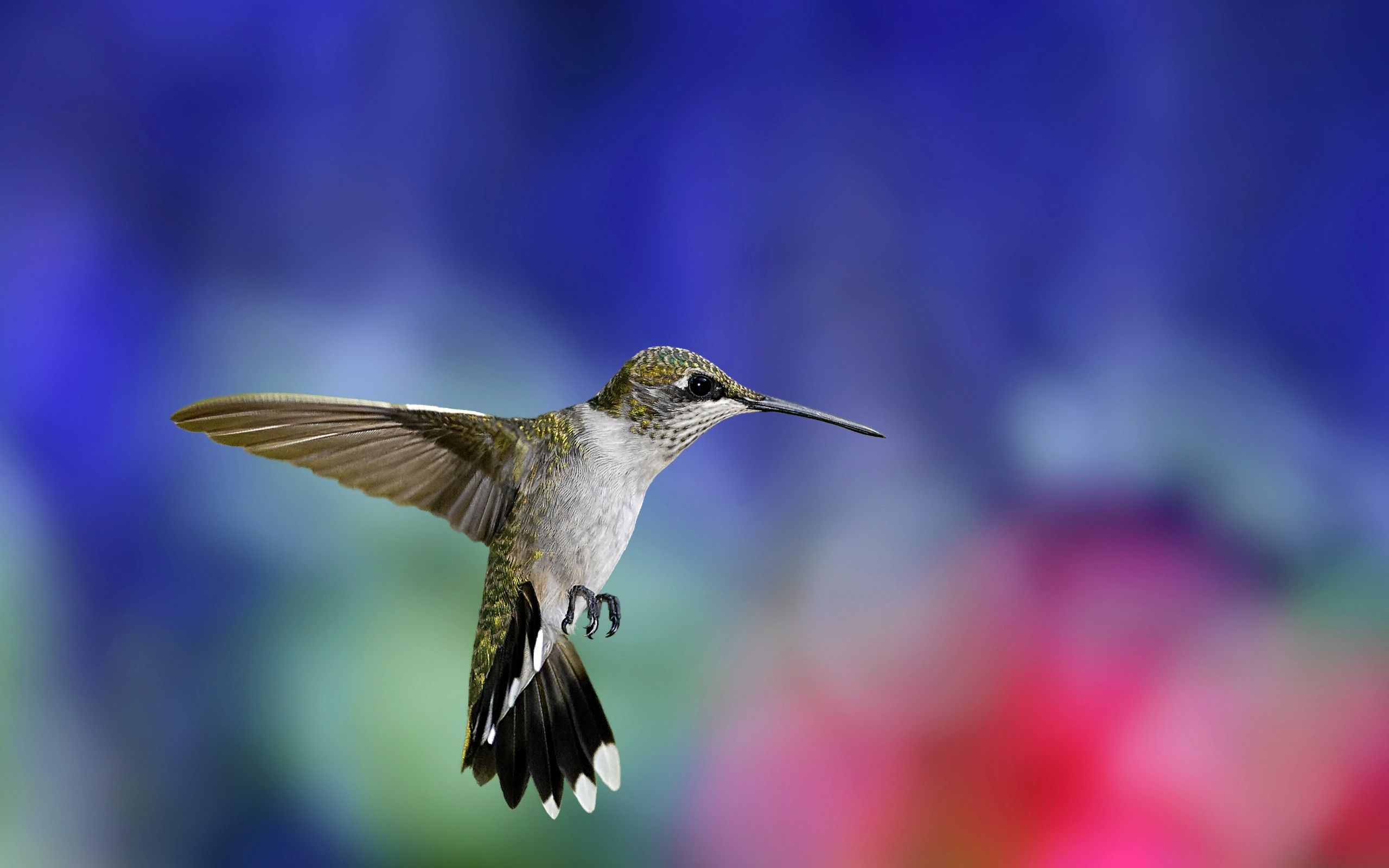 Hummingbird Wallpapers