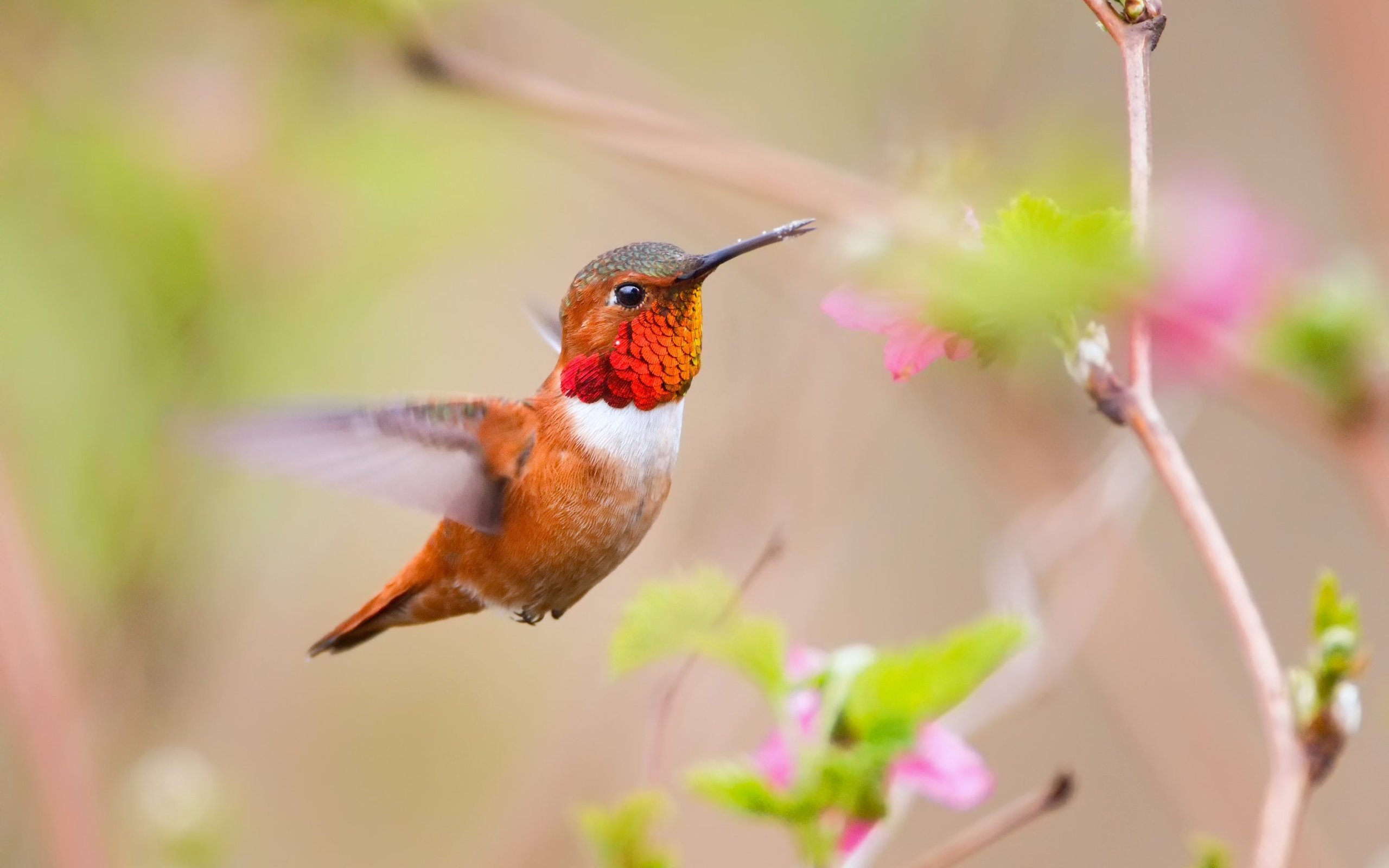 Hummingbird Wallpapers