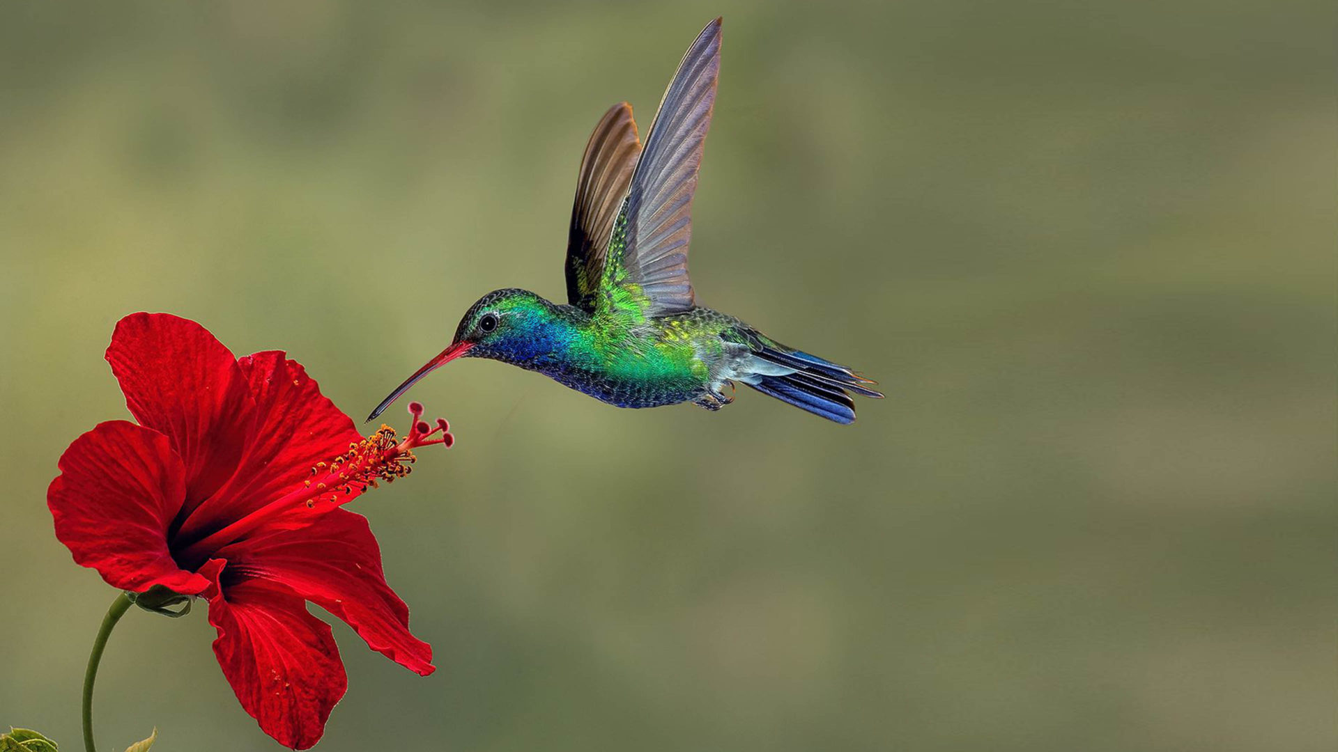 Hummingbird Wallpapers