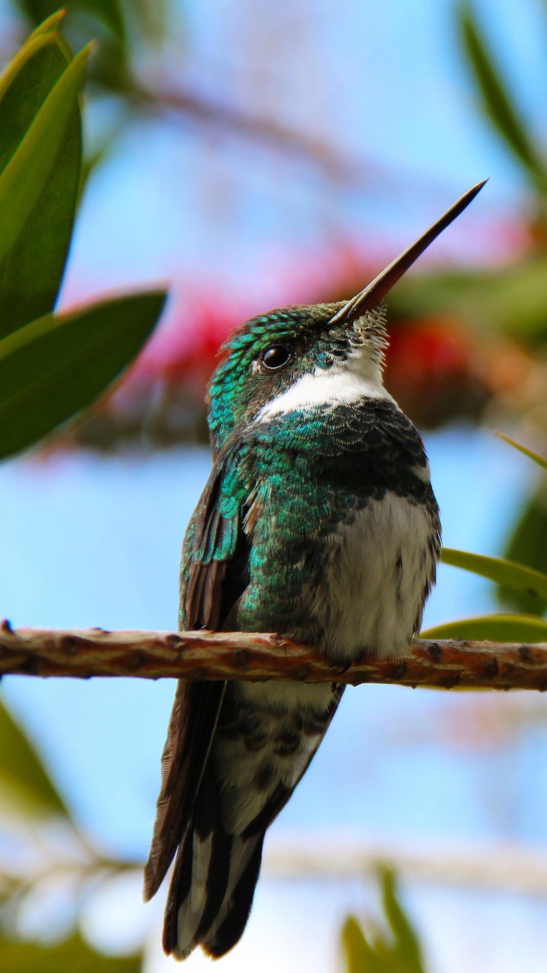 Hummingbird Wallpapers